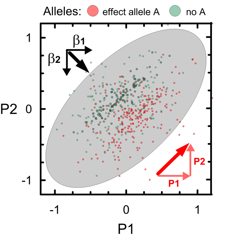 Schematic illustration of antagonistic genetic heterogeneity in the associations with two partly correlated age-related phenotypes P1 and P2. Small dots represent a sample of carriers of an effect allele A (red color) and those who do not carry this allele (no A; green color). Ellipse shows correlation of P1 and P2 in this sample (r=0.6). Red color denotes vector of correlation of P1 and P2 (thick diagonal vector) and its projections on phenotypes, i.e. P1 (horizontal) and P2 (vertical). Black vectors β1 and β2 denote the effects in the associations of allele A with P1 and P2. Sum of β1 and β2 represents bivariate vector (thick line) of the effects.