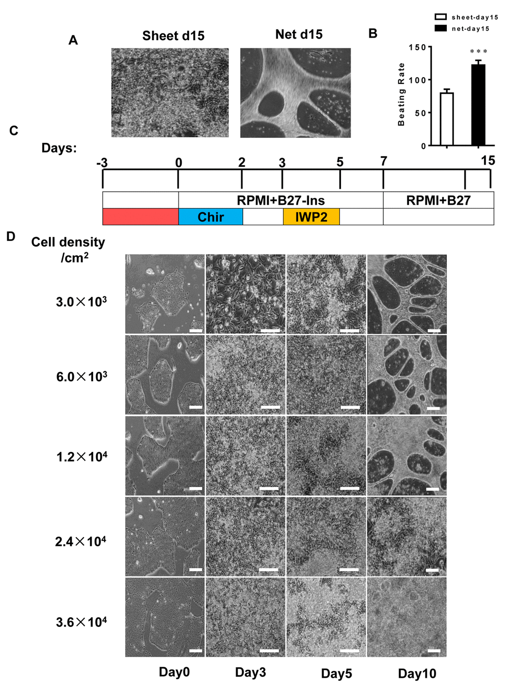 The hiPSC seeding density is a determining factor in differentiating the two forms of cardiomyocyte clusters. (A and B) The beating rates of two forms of hiPSC-CMs; left panel: sheet-shaped CMs; right panel: net-shaped CMs. The movies are shown in the supplemental movies. (C) Time course of pluripotent growth and subsequent cardiac differentiation showing the medium and small molecules used on each day of differentiation. (D) Representative images of hiPSCs seeded at different densities on E8 and subsequently differentiated.