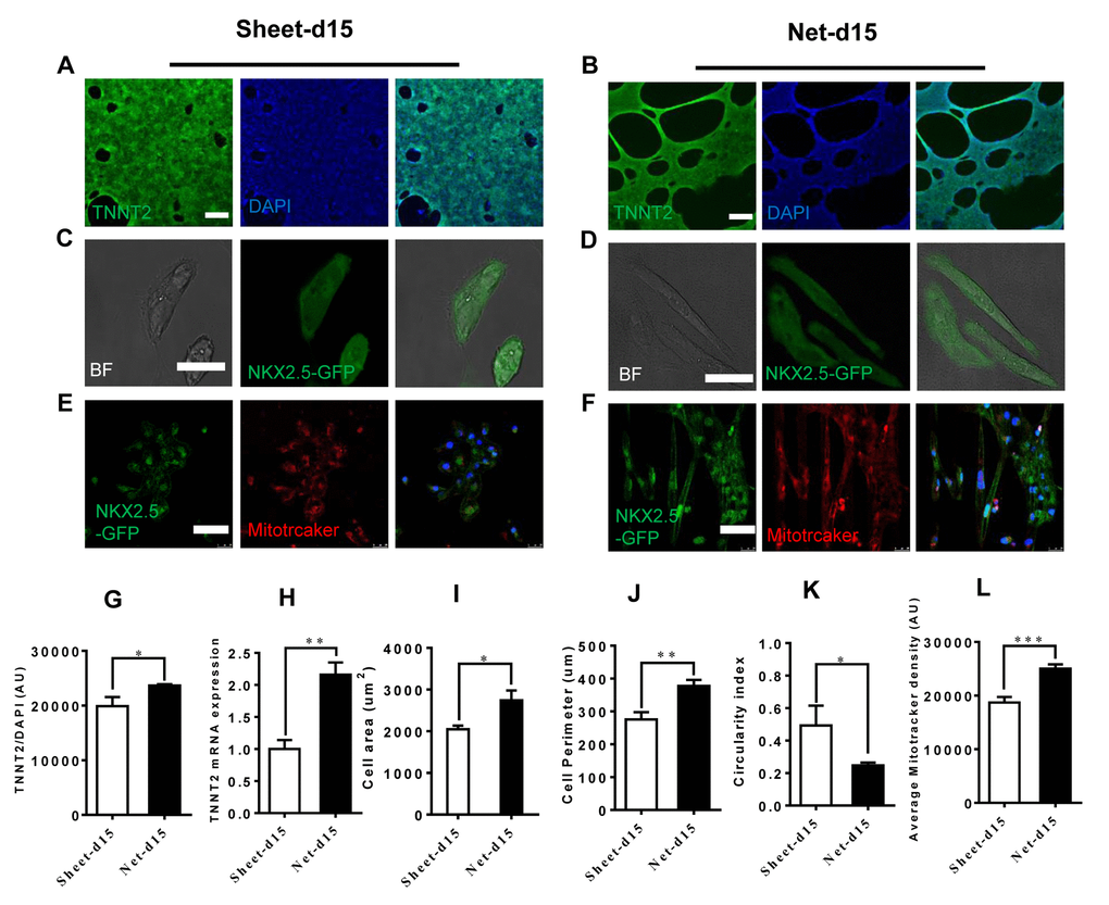 Improved cardiomyocyte contractility in net-shaped hPSC-CMs. (A-F) Immunostaining of sheet-shaped hiPSC-CMs 15 days after cardiac differentiation. (A and B) Images of cTnT (green) and DAPI (blue) staining. (C and D) NkX2.5-GFP and bright field images; (E and F) MitoTracker images (red) (G) cTnT fluorescence intensity; (H) TNNT2 mRNA expression. (I, J, and K) Cell area, cell perimeter, circularity index (n=51 in net-d15 and n=45 in sheet-d15). (L) Average MitoTracker density; All data were normalized to the sheet-day 15 group and are expressed as means±S.E.M. * Statistically significant differences between individual groups (n≥3; *P