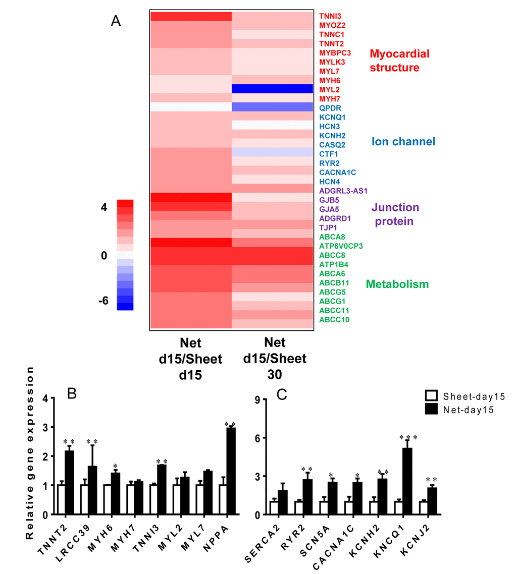 The net-shaped CMs act more mature at the transcriptional level than the sheet-shaped CMs. (A) NOISeq method of screening differentially expressed genes between net-shaped CMs and sheet-shaped CMs; some highly up-regulated genes are shown in a heat map. (B) Real-time quantitative polymerase chain reaction analyses of cardiac structure-related genes (TNNT2, LRCC39, MYH6, MYH7, MYL2, and MYL7) and cardiac function-related genes (SEARA2A, RYR2, SCN5A, CACNA1C, KCNH2, KCNQ1, and KCNJ2) to verify the mRNA levels in the sheet-shaped and net-shaped CMs. * Statistically significant differences between individual groups (n≥3; *P