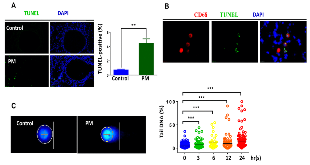 In vivo and in vitro exposure to particulate matter (PM) induces DNA breaks in macrophages. Male C57BL/6 mice, aged 6-8 weeks (n=3) were instilled intratracheally with PM at 100 mg·d-1 for 2 days. After 24 hours lung tissues were collected, and DNA damage was analysed. (A) Lung tissues were stained with TUNEL (green) revealing the level of double-strand DNA breakage generated during apoptosis. The average percentage of TUNEL-positive cells to the total lung tissue cells with DAPI staining were quantified. (B) Representative immunofluorescence images of TUNEL (green) cells in alveolar macrophages are revealed using CD68 (red) staining. (C) Representative images of of alkaline comet assay in seven-day bone marrow–derived macrophages from wildtype mice stimulated with PM at 100 mg·mL-1 for time course (0h, 3h, 6h, 12h, 24h). Percentage of DNA intensity in the comet tail, was quantified. Each dot represents a single cell nucleus, and different colour represents corresponding exposure time(blue for 0h, green for 3h, yellow for 6h, orange for 12h, red for 24h) . The data are presented as means ± SEMs. *p 