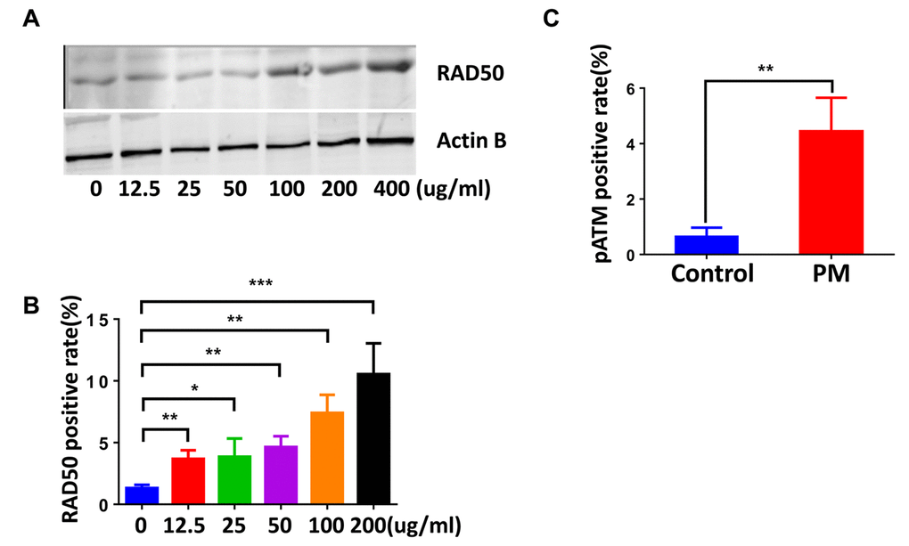 The DNA damage sensor, RAD50, is induced in particulate matter (PM)-stimulated macrophages. (A) Bone marrow–derived macrophages (BMDMs) were treated with PM (100 μg·mL-1) for 24 hours, then were stained with RAD50. Quantification of RAD50-positive cells for a dose response of PM. (B) Western blot analysis for a dose response (various concentrations of PM for 24 hours) of RAD50 protein expression in BMDMs treated with PM. (C) Quantification of pATM-positive cells in BMDMs treated with PM at 100 μg·mL-1 for 24 hours. All experiments were repeated at least 3 times, and data are presented as means ± SEMs. *p 