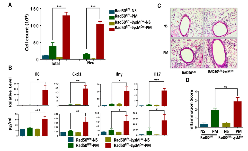 RAD50flox/flox-LysMcre mice display exacerbated airway inflammation in response to particulate matter (PM) exposure. RAD50flox/flox-LysMcre male mice and their wildtype littermates (n =5, 6, or 7 per group) were instilled intratracheally with PM at 100 μg·d-1 or the equivalent volume of normal saline (NS) as control for 2 days, and after 24 hours. In the bronchoalveolar lavage fluid, (A) the total number of inflammatory cells was quantified and the number of neutrophils was calculated. (B) Expressions of Il6, Cxcl1, Ifn-γ and Il17 levels in the lung tissue were determined using real-time PCR and ELISA. (C) Representative images of lung sections stained with hematoxylin and eosin (H & E). (D) Semiquantified inflammation score of the H & E staining (n =10 images per group). *p 