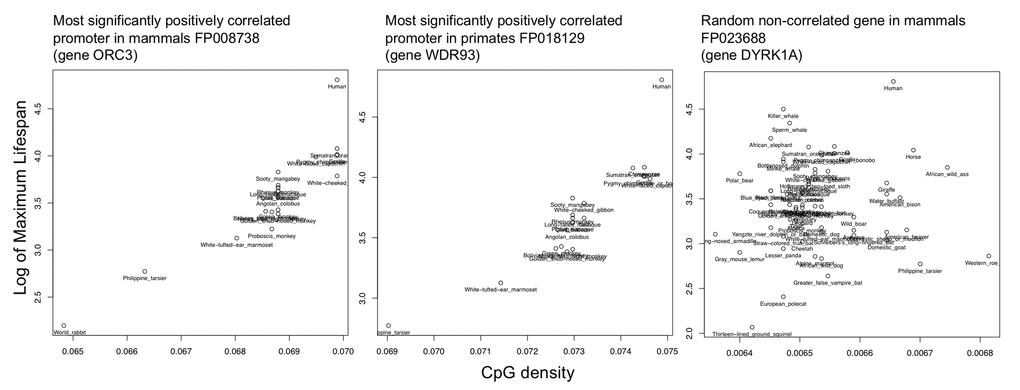 Example correlations of top hit and random promoter. Shown are the scatterplots of the log(max lifespan) vs. CpG density values for the most significantly correlated promoters from each of the mammalian and primate datasets as compared to a random non-correlated gene.