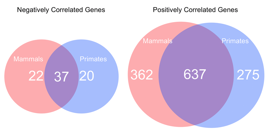 The number of negatively and positively correlated lifespan-related genes in the whole mammalian dataset compared to those specific to primates. Negatively correlated genes and positively correlated genes.