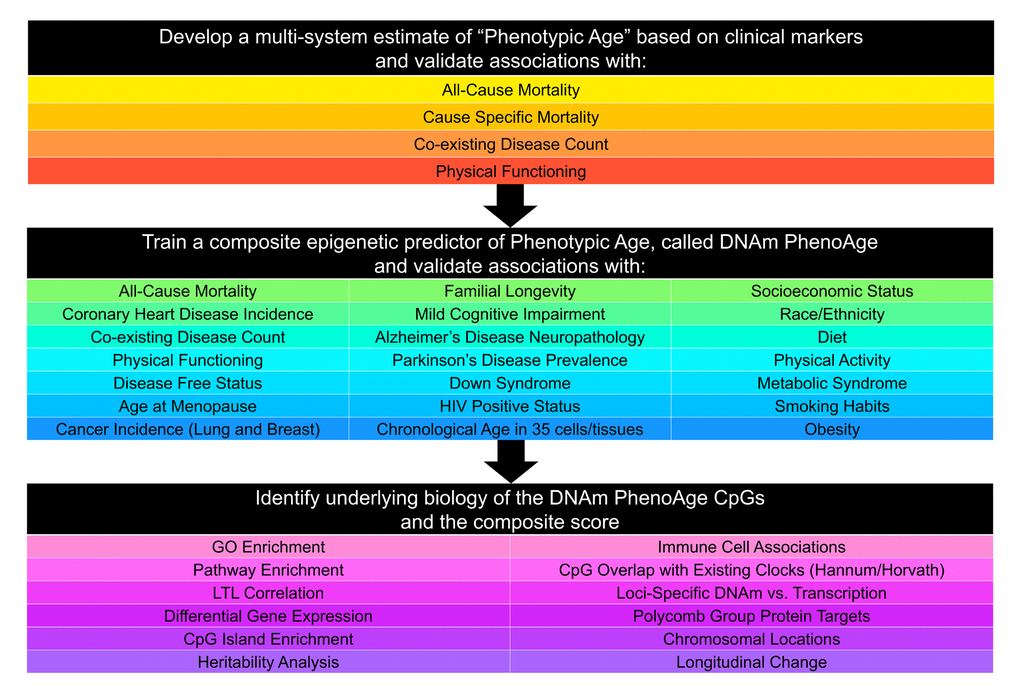 Roadmap for developing DNAm PhenoAge. The roadmap depicts our analytical procedures. In step 1, we developed an estimate of ‘Phenotypic Age’ based on clinical measure. Phenotypic age was developed using the NHANES III as training data, in which we employed a proportional hazard penalized regression model to narrow 42 biomarkers to 9 biomarkers and chronological age. This measure was then validated in NHANES IV and shown to be a strong predictor of both morbidity and mortality risk. In step 2, we developed an epigenetic biomarker of phenotypic age, which we call DNAm PhenoAge, by regressing phenotypic age (from step 1) on blood DNA methylation data, using the InCHIANTI data. This produced an estimate of DNAm PhenoAge based on 513 CpGs. We then validated our new epigenetic biomarker of aging, DNAm PhenoAge, using multiple cohorts, aging-related outcomes, and tissues/cells. In step 3, we examined the underlying biology of the 513 CpGs and the composite DNAm PhenoAge measure, using a variety of complementary data (gene expression, blood cell counts) and various genome annotation tools including chromatin state analysis and gene ontology enrichment.