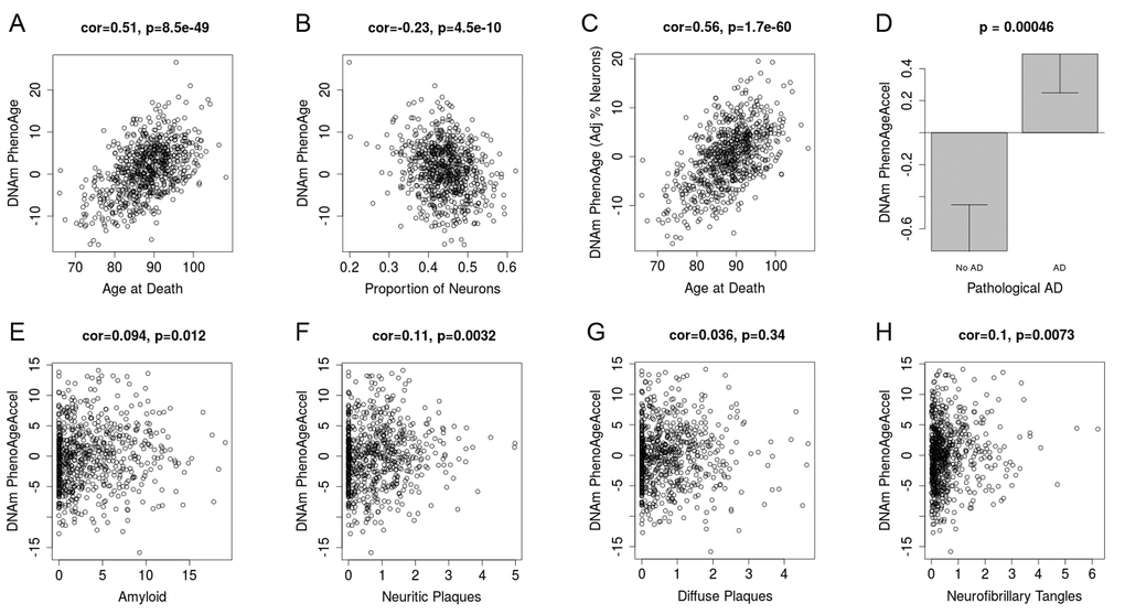 DNAm PhenoAge measured in dorsolateral prefrontal cortex relates to Alzheimer’s disease and related neuropathologies. Using postmortem data from the Religious Order Study (ROS) and the Memory and Aging Project (MAP), we find a moderate/high correlation between chronological age and DNAm PhenoAge (panel A). We also estimate the Pproportion of neurons via the CETS algorithm and show that it correlates with DNAm PhenoAge (B). Further furtherthe correlation between chronological agen and DNAm PhenoAge is increased after adjusting for the estimated proportion on neurons in each sample (panel C). We also find that DNAm PhenoAge is significantly higher (p=0.00046) among those with Alzheimer’s disease versus controls (panel D), and that it positively correlates with amyloid load (p=0.012, panel E), neuritic plaques (p=0.0032, panel F), diffuse plaques (p=0.036, panel G), and neurofibrillary tangles (p=0.0073, panel H).