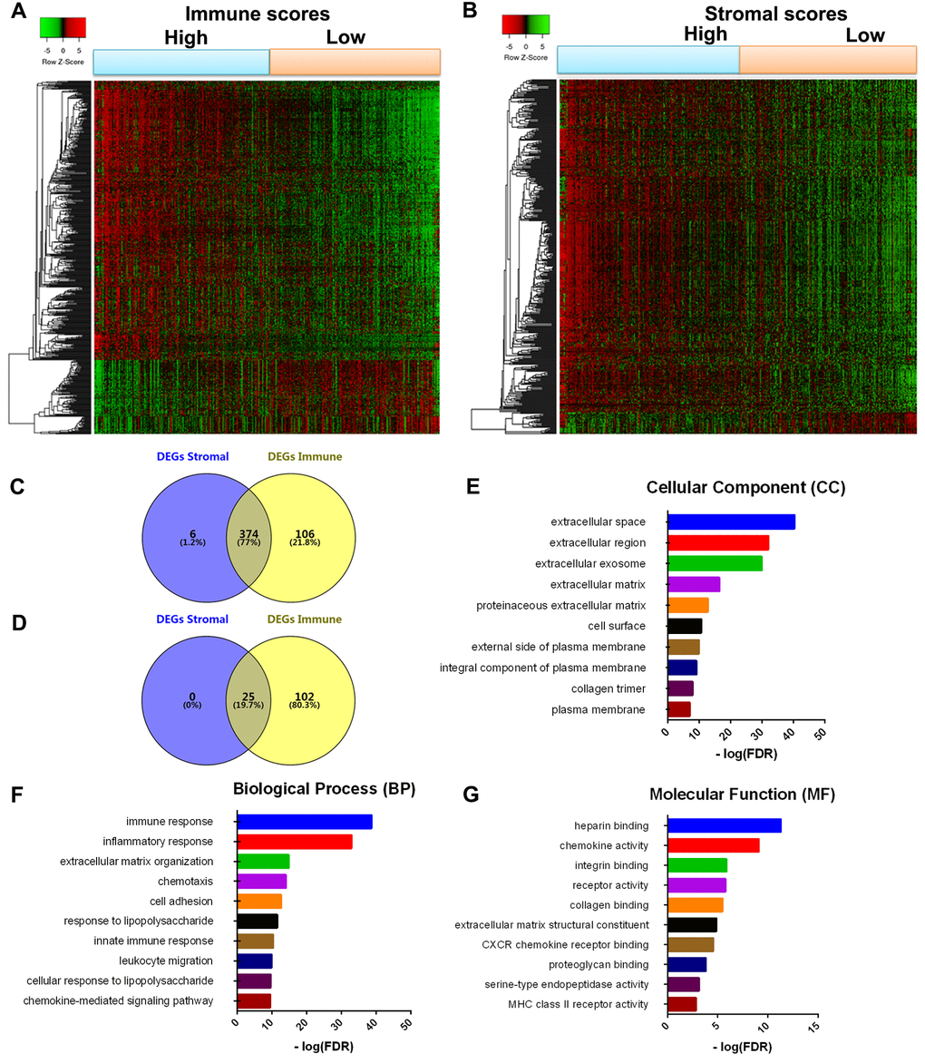 Comparison of gene expression profile with immune scores and stromal scores in GBM. Heatmaps were drawn based on the average linkage method and Pearson distance measurement method. Genes with higher expression are shown in red, lower expression are shown in green, genes with same expression level are in black. (A) Heatmap of the DEGs of immune scores of top half (high score) vs. bottom half (low score). p1.5). (B) Heatmap of the DEGs of stromal scores of top half (high score) vs. bottom half (low score). p1.5). (C, D) Venn diagrams showing the number of commonly upregulated (C) or downregulated (D) DEGs in stromal and immune score groups. (E, F, G) Top 10 GO terms. False discovery rate (FDR) of GO analysis was acquired from DAVID functional annotation tool. p 