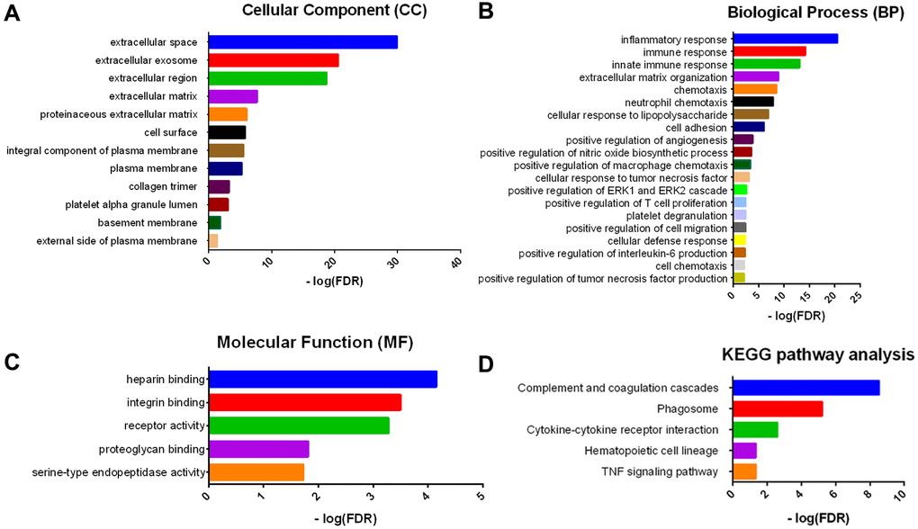 GO term and KEGG pathway analysis for DEGs significantly associated with overall survival. Top pathways with FDR 1.301 are shown: (A) biological process, (B) cellular component, (C) molecular function, and (D) KEGG pathway.