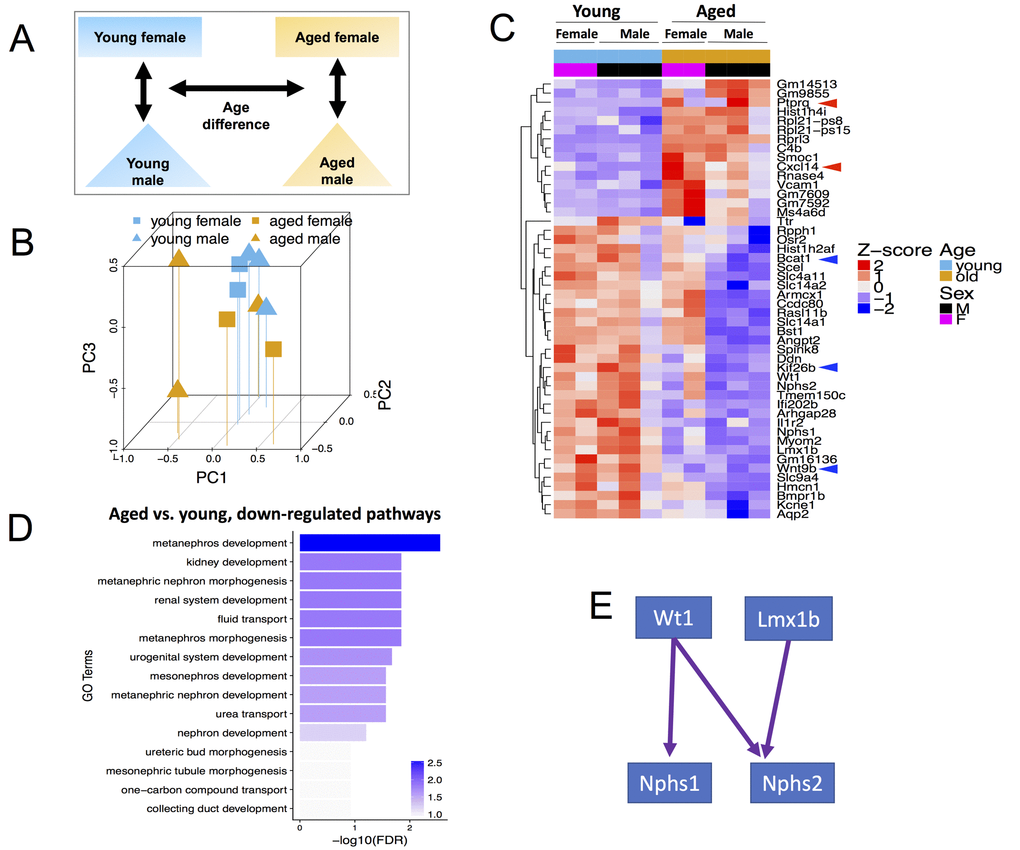 Global transcriptome changes associated with CoRL aging when both male and female mice are included in the analysis. (A) Schema showing comparisons made included age and both sexes. (B) Principal Component Analysis (PCA) plot of all (n=10) RNA-seq samples. PC1 represents the largest variation in gene expression, followed by PC2, then PC3. Blue and mustard colors denote young and aged mice respectively; squares and triangles denote female and male sex respectively. Young female, young male, aged female and aged male samples mostly tend to cluster together. (C) Heat map of all samples showing clusters of genes with consistent changes in aged male and aged female mice compared to young sex counterparts. The Z-score colors are shown, with blue indicating genes with lower than overall mean expression levels, and red indicating genes with higher than mean expression levels. (D) In aged female and male mice, clustering by Gene Ontology (GO) terms identified the consistently down-regulated genes as metanephros development, kidney development and metaneprhic nephron morphogenesis. (E) The developmental transcription factors, Wt1 and Lmx1b, and their key target genes, nephrin (Nphs1) and podocin (Nphs2) were down-regulated in aging.