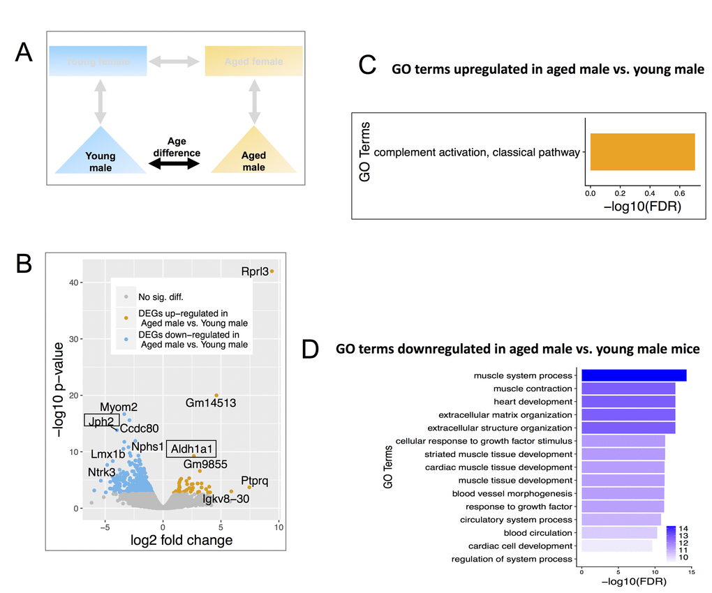 Differentially expressed genes (DEGs) and enriched GO terms in aged male vs. young male. (A) Comparisons include age and males only. (B) Volcano plot showing upregulated (mustard) and down-regulated (blue) DEGs with a minimum 1.5-fold change and a FDR C) Gene ontology terms significantly enriched in genes significantly up-regulated in aged male vs. young male. Many of these GO terms are related to immune responses and differ from those enriched in aged female vs young female mice. (D) Significantly enriched Gene Ontology terms down-regulated genes in aged male vs. young male. These genes are interestingly related to muscles and were also not identified as enriched in aged female vs young female mice. The results are consistent with the notion of distinct differences in the aging process between males and females.