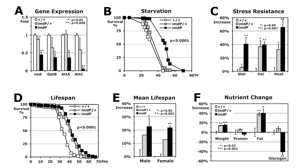 Stress resistance and lifespan enhanced by Imd downregulation in flies developed at 25°C. (A) RT-PCR analyses of imd and AMP genes in Imd pathway. Using total RNAs of 2-day-old male flies developed at 25°C, gene expressions in hetero (imdP/+) and homozygous (imdP) mutants were normalized with those of wild-type (+/+: 1 fold) and then, were averaged with SEM. (B) The survival curve for starvation stress using 2-day-old male flies (p-value: log-rank test). (C) Increased stress resistance of 2-day-old imdP mutant flies from the wild-type flies (+/+: 0%). The median survival times of flies under each stress (starvation, oxidation or heat) were calculated from the several survival curves (B) and then, the changed percentages are represented as average ± SEM after normalization with the median times of wild-type flies (Table 1). (D) The lifespan of adult male flies between the wild-type and imdP mutants. (E) Increased mean lifespan of imdP mutant flies. Percent changes of mean lifespan are indicated as average ± SEM normalized by wild-type lifespan days (Table 1), which were calculated from the several lifespan curves (D). (F) Changes of weight and nutritional contents between 2-day-old wild-type and imdP mutants male flies. After fresh weight per fly was measured (mg/fly), the nutrient contents were normalized by fresh weight of fly (μg/mg). The data represent average ± SEM normalized by nutrient contents of wild-type flies (Table 1).