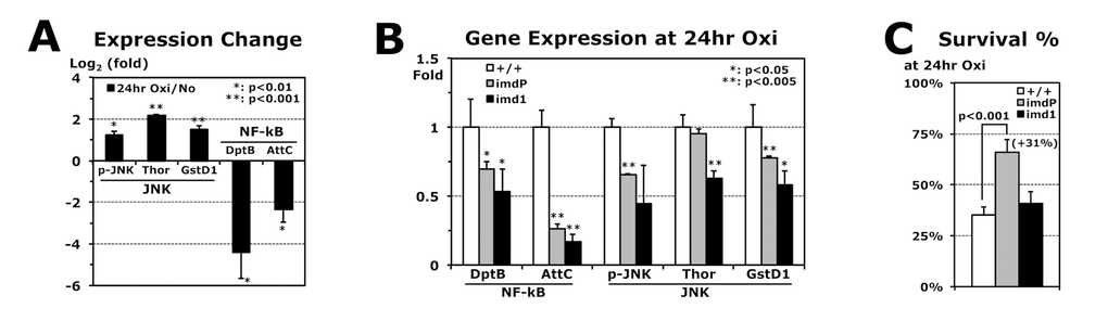 Reduced AMP expressions during paraquat-induced oxidative stress. (A) Gene expressions in 2-day-old male wild-type (+/+) flies after 24 hours of oxidative stress (20 mM paraquat), which are normalized from those of flies without the stress (log21 = 0). p-JNK: average with SEM from Western blots (Phospho-JNK/GAPDH); Thor, GstD1 (JNK pathway), DptB, and AttC (NF-kB pathway): RT-PCR experiments using total RNAs of flies developed at 25°C. (B) Gene expressions in imdP and imd1 homozygous mutants after 24 hours of oxidative stress, which were compared with those of wild-type (+/+: 1 fold). (C) Survival percentages of wild-type (+/+), imdP, and imd1 mutants at 24 hours of oxidative stress. Parenthesis: increased survivorship (%) of imdP mutants from wild-type flies.
