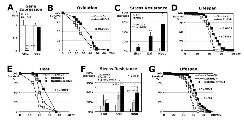 Stress resistance and lifespan enhanced by downregulation of AMP genes in Imd pathway. (A) Gene expressions of AttC and loco in AttC-P homozygous mutant, which were normalized with those of wild-type (+/+: 1 fold) using total RNAs of 2-day-old male flies developed at 25°C. (B) The survival curve for oxidation stress using 2-day-old male flies (p-value: log-rank test). (C) Increased stress resistance of 2-day-old AttC-P mutant flies from the wild-type flies (+/+: 0%). The median survival times of flies under each stress (starvation, oxidation or heat) were calculated from the several survival curves (B) and then, the percentages changed from wild-type flies are represented as average ± SEM. (D) The lifespan of adult male flies between the wild-type and AttC-P mutant. Parenthesis: increased percentage of mean lifespan of AttC-P mutant from the wild-type flies. (E) The survival curve for heat stress using 2-day-old male flies between single transgene controls (+/armG4, DptBRi/+) and DptB downregulation in a whole body (DptBRi/armG4). (F) Increased stress resistance of 2-day-old DptBRi/armG4 flies from the control +/armG4 (0%). Parenthesis: increased percentage of median survival time of the DptBRi/armG4 flies from another control DptBRi/+. (G) The lifespan of adult male flies between the two controls and DptB downregulation. Parenthesis: increase percentage of DptBRi/armG4 flies from the DptBRi/+ control.