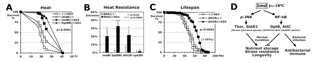 Stress resistance and lifespan enhanced by fat body-specific downregulations of imd and AMP genes in Imd pathway. (A) The survival curve for heat stress using 2-day-old male flies between single transgene controls (+/r4G4, imdRi/+) and fat-body-specific imd or DptB downregulation (imdRi/ or DptBRi/r4G4). (B) Comparison of heat resistance between RNAi single transgenic (Ri/+: 0%) and fat body-specific downregulation (Ri/r4G4). The median survival times of flies under heat stress were calculated from the several survival curves (A) and the median survival time of common control +/r4G4 flies was lower than those of each Ri/+ flies (A). (C) The lifespan of adult male flies between the two controls and a fat-body-specific AttC downregulation (AttCRi/r4G4). Parenthesis: increase percentage of the AttCRi/r4G4 from AttCRi/+ flies. (D) Imd pathway regulates the longevity mechanism through two pathways.