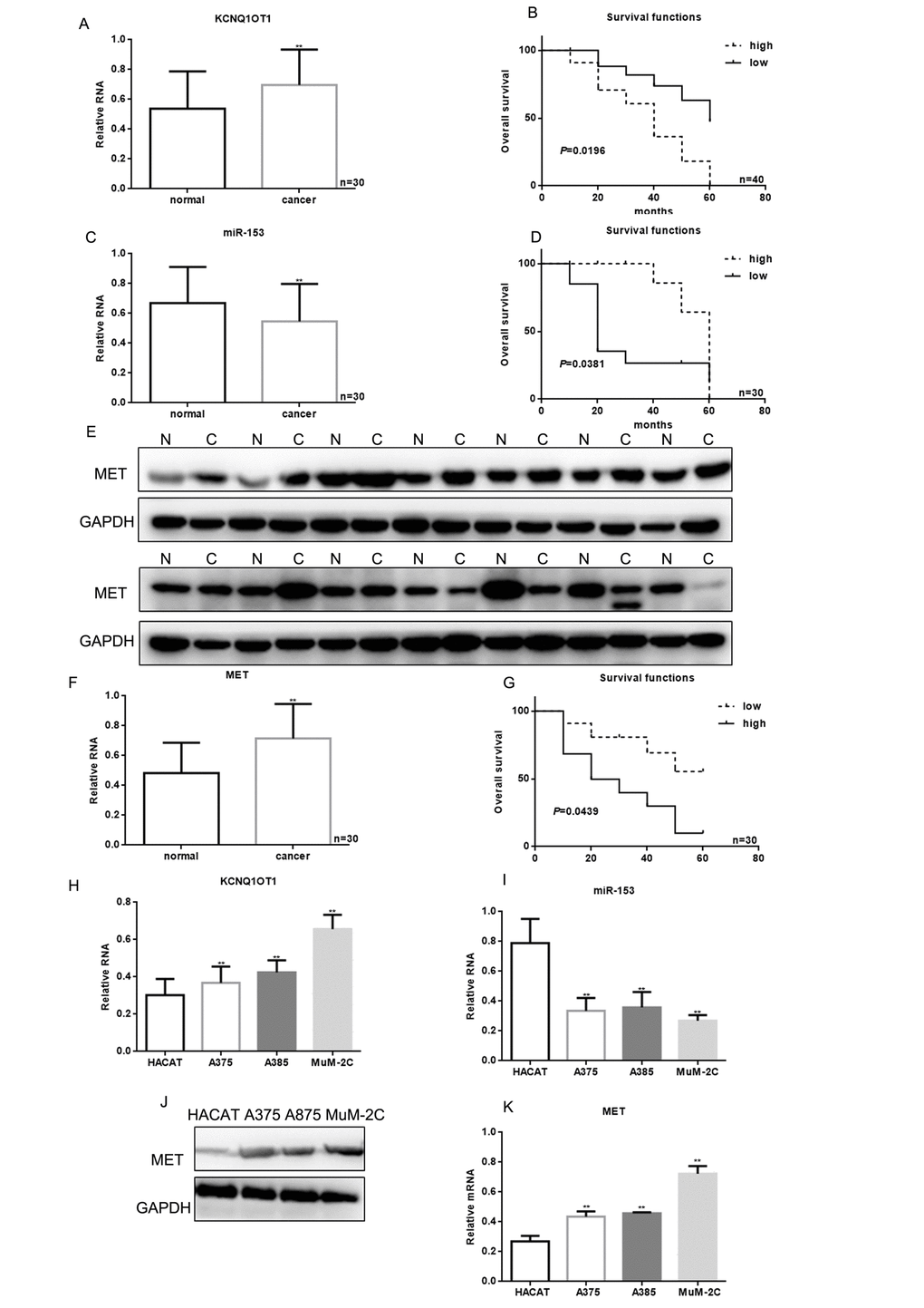 KCNQ1OT1, miR-153, and MET correlation with melanoma. (A) KCNQ1OT1 levels detected by real time PCR in 30 samples of melanoma and adjacent tissues. Data are presented as means ± SEM. ** P B) The relationship between KCNQ1OT1 expression and patient survival. (C) The levels of miR-153 were detected by real time PCR in 30 samples of melanoma and adjacent tissues. Data are presented as means ± SEM. ** P D) Relationship between miR-153 expression and patient survival. Patients with high expression of miR-153 showed longer survival (E) MET levels were detected by western blot in melanoma and adjacent tissues. Data are presented as means ± SEM. ** P F) MET levels were detected by real time PCR in 30 samples of melanoma and adjacent tissues. Data are presented as means ± SEM. ** P G) The relationship between MET expression and patient survival. (H) KCNQ1OT1 expression in HACAT, A375, A875 and MuM-2C cells was measured by real time PCR. Data are shown as mean ± SEM. ** PI) MiR-153 expression in HACAT, A375, A875 and MuM-2C cells. Data are shown as mean ± SEM. ** PJ, K) MET expression in HACAT, A375, A875 and MuM-2C cells. Data are shown as mean ± SEM. ** P