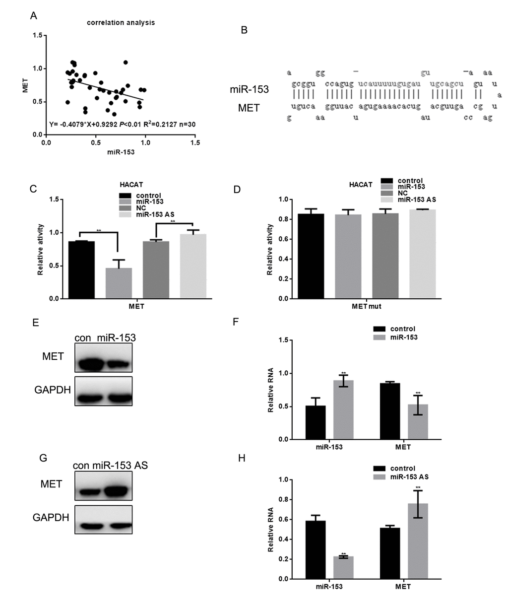 miR-153 can target MET. (A) Correlation between MET and miR-153 expression. (B) Prediction that miR-153 can specifically bind to the MET 3′ UTR by MIRDB. (C, D) Fluorescence intensity was measured in HACAT cells co transfected with miR-153 or miR-153 as and MET WT/mut construct. Vector was used as a control. (E, F) After transfecting A375 cells with miR-153 mimic, the MET protein and mRNA levels were detected by western blot and real time PCR. Data are shown as mean ± SEM. ** PG, H) After transfecting A375 cells with miR-153 AS, MET protein and mRNA levels of was detected by western blot and real-time PCR. Data are shown as mean ± SEM. ** P