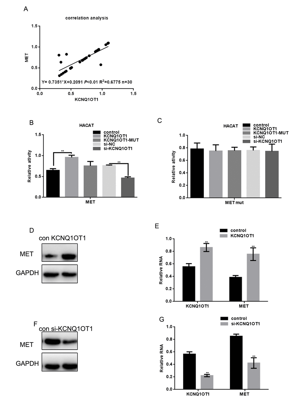 Overexpression of MET enhances transcription and lncRNA-coated territory of KCNQ1OT1. (A) Correlation between MET expression and KCNQ1OT1. (B, C) Fluorescence intensity was measured in HACAT cells co transfected with KCNQ1OT1, KCNQ1OT1 MUT or si-KCNQ1OT1, and MET WT/MUT construct. Vector was used as a control. (D, E) After transfecting KCNQ1OT1/control in A375 cells, MET level was detected by western blot and real time PCR. Data are shown as mean ± SEM. ** PF, G) After transfecting si-KCNQ1OT1 or control in A375 cells, MET level was detected by western blot and real time PCR. Data are shown as mean ± SEM. ** P