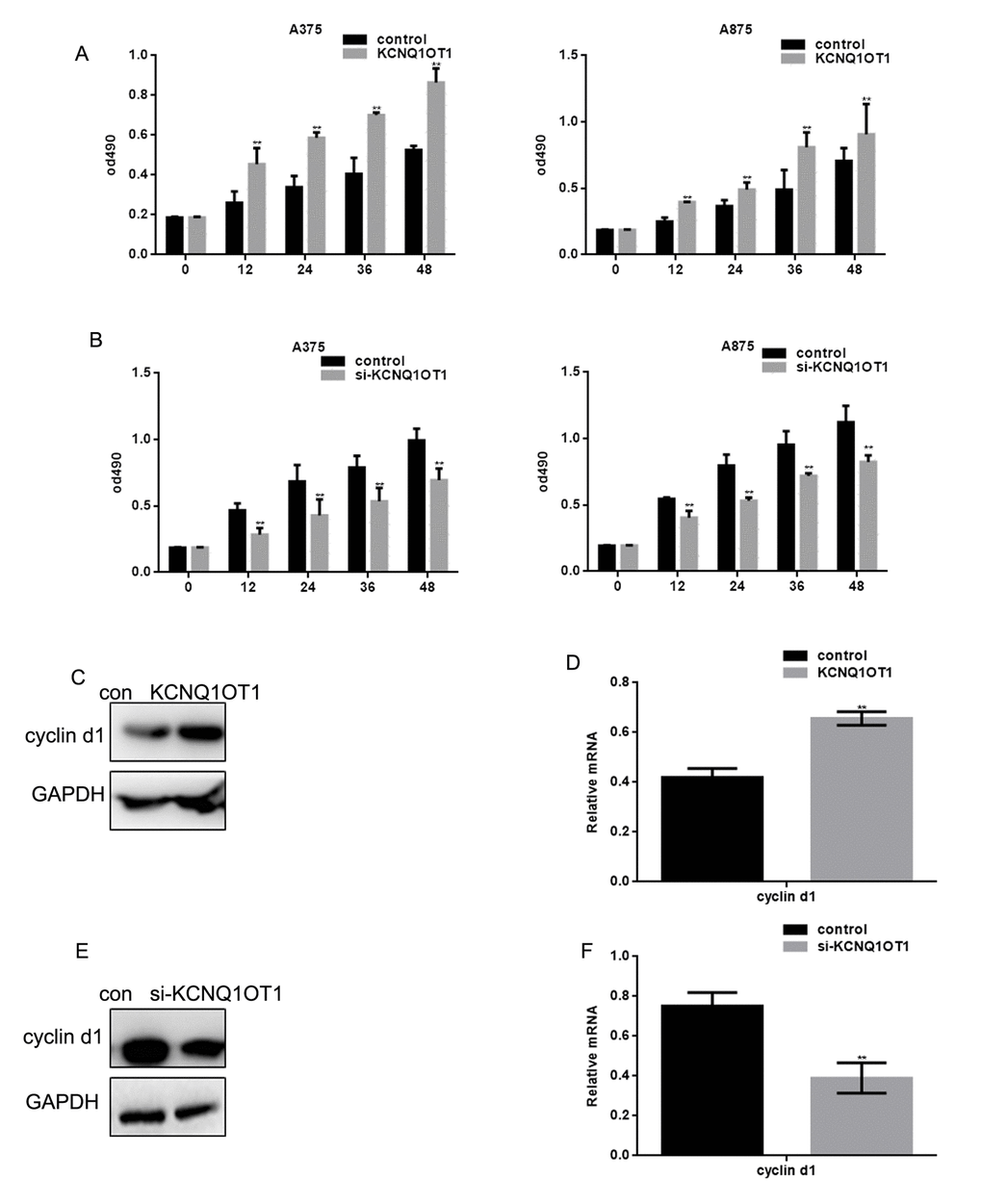 KCNQ1OT1 promotes melanoma cell proliferation. (A) After transfecting cells with KCNQ1OT1, proliferation rates of A375 and A875 were determined using MTT assays. Data are presented as means ± SEM. (B) After transfecting cells with si-KCNQ1OT1, the proliferation rates of A375 and A875 were determined using MTT assays. Data are presented as means ± SEM. (C, D) After transfecting KCNQ1OT1/control in A375 cells, the cyclin d1 protein and mRNA level was detected by western blot and real time PCR. Data are shown as mean ± SEM. ** PE, F) After transfecting si-KCNQ1OT1 or control in A375 cells, cyclin d1 protein and mRNA level was detected by western blot and real time PCR. Data are shown as mean ± SEM. ** P