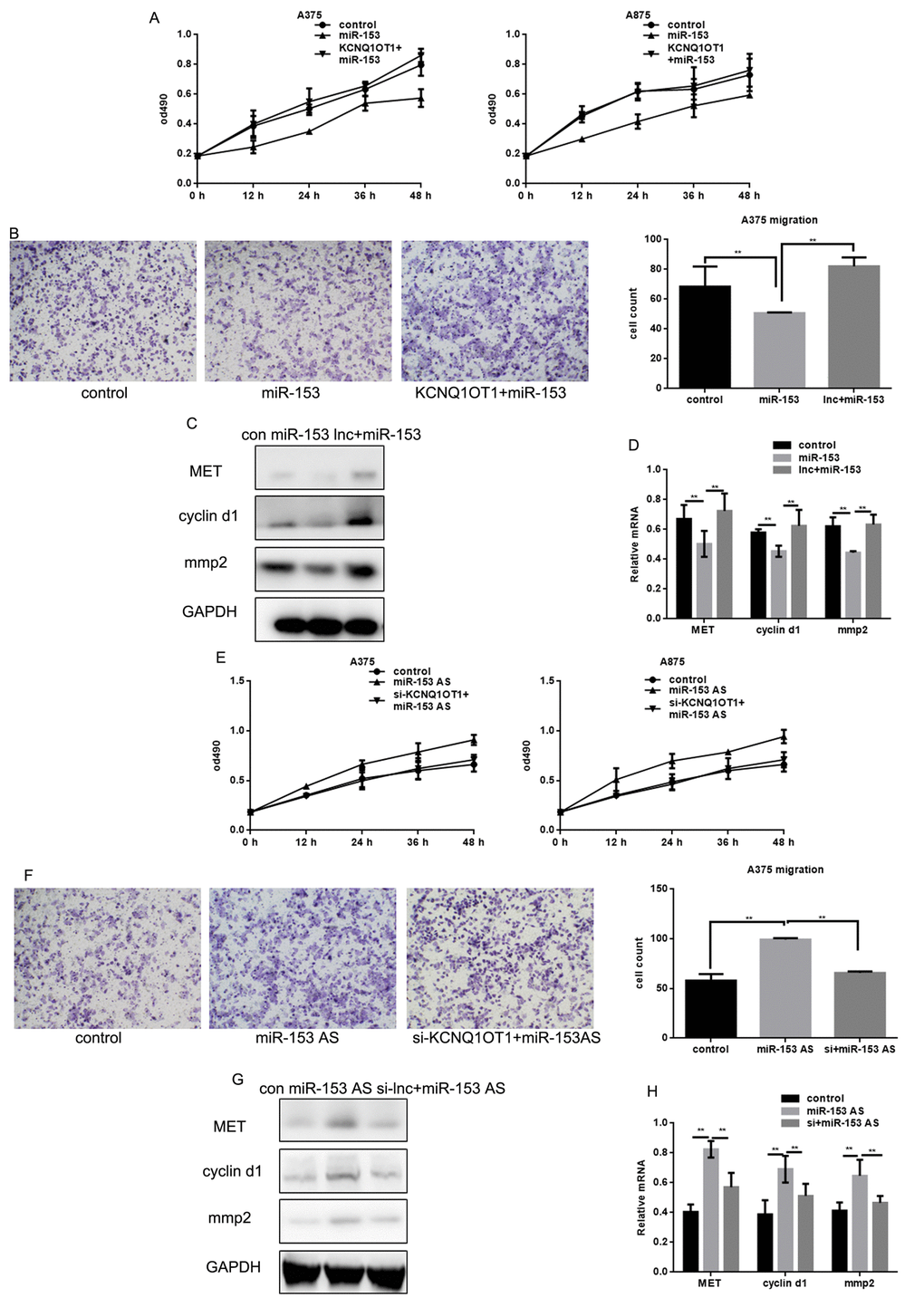 miR-153 mediates the effect of KCNQ1OT1 on proliferation and metastasis in melanoma cells. (A) After transfecting with control, miR-153, or KCNQ1OT1 and miR-153, A375 and A875 cell proliferation was detected using an MTT assay. Data are shown as mean ± SEM. (B) After transfecting control, miR-153, or KCNQ1OT1 and miR-153 in A375 cells, a transwell assay without matrigel was performed. Cells were counted and results represent the mean ± SD of three experiments. ** P C, D) Western blot and real time PCR was used to detect indicant proteins in A375 cells. ** P E) After transfecting with control, AS-miR-153, or si-KCNQ1OT1 and miR-153 AS, A375 and A875 cell proliferation was detected using an MTT assay. Data are shown as mean ± SEM. (F) After transfecting control, ASO-miR-153, or si-KCNQ1OT1 and miR-153 AS in A375 cells, a transwell assay without matrigel was performed. Cells were counted and results represent the mean ± SD of three experiments. ** PG, H) Western blot and real time PCR were used to detect indicant proteins in A375 cells. ** P