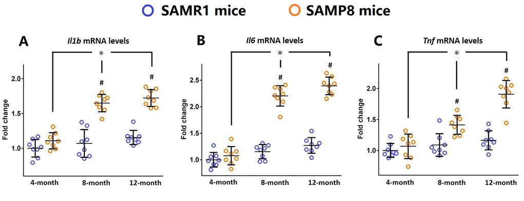 Inflammatory markers are increased in the brains of SAMP8 mice during the aging process. (A) The dynamic changes of Il1b mRNA levels in the brains of 4-, 8-, and 12-month-old SAMP8 mice as well as their age-matched SAMR1 control mice were investigated by qRT-PCR. (B) The dynamic changes of Il6 mRNA levels in the brains of 4-, 8-, and 12-month-old SAMP8 mice as well as their age-matched SAMR1 control mice were investigated by qRT-PCR. (C) The dynamic changes of Tnf mRNA levels in the brains of 4-, 8-, and 12-month-old SAMP8 mice as well as their age-matched SAMR1 control mice were investigated by qRT-PCR. Gapdh was used as an internal control. All data were analyzed by one-way ANOVA followed by Tukey’s post hoc test and were expressed as a fold change relative to 4-month-old SAMR1 control mice. Columns represent mean ± SD (n=8 per group). *PP