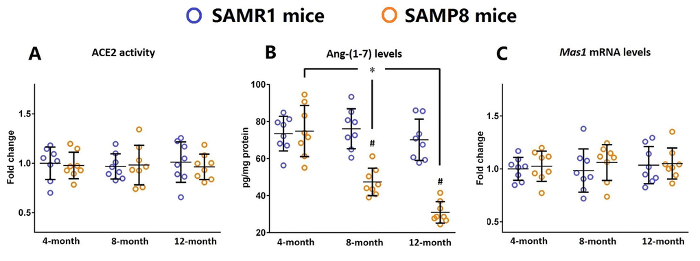 Ang-(1-7) levels are decreased in the brains of SAMP8 mice during the aging process. (A) The activity of ACE2 in the brains of 4-, 8-, and 12-month-old SAMP8 mice as well as their age-matched SAMR1 control mice were assessed using a specific detection kit. (B) The Ang-(1-7) levels in the brains of 4-, 8-, and 12-month-old SAMP8 mice as well as their age-matched SAMR1 control mice were detected by ELISA. (C) The expression of Mas1 mRNA levels in the brains of 4-, 8-, and 12-month-old SAMP8 mice as well as their age-matched SAMR1 control mice were assessed by qRT-PCR. Gapdh was used as an internal control. Data from panel B and C were expressed as a fold change relative to 4-month-old SAMR1 control mice. All data were analyzed by one-way ANOVA followed by Tukey’s post hoc test. Columns represent mean ± SD (n=8 per group). *PP