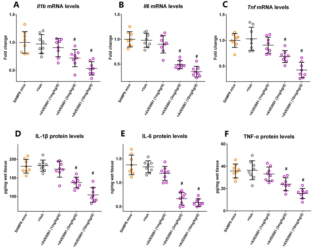 AVE0991 attenuates neuroinflammation in the brains of SAMP8 mice. Eight-month-old SAMP8 mice were injected intraperitoneally with vehicle or AVE0991 (1, 3 or 10 mg/kg/day) for 30 days. Afterwards, mice were sacrificed for analysis. (A) The mRNA levels of Il1b in the brains were investigated by qRT-PCR. (B) The mRNA levels of Il6 in the brains were investigated by qRT-PCR. (C) The mRNA levels of Tnf in the brains were investigated by qRT-PCR. (D) The protein levels of IL-1β in the brains were investigated by ELISA. (E) The protein levels of IL-6 in the brains were investigated by ELISA. (F) The protein levels of TNF-α in the brains were investigated by ELISA. In panel A-C,Gapdh was used as an internal control, and data were expressed as a fold change relative to non-treated SAMP8 mice. All data were analyzed by one-way ANOVA followed by Tukey’s post hoc test. Columns represent mean ± SD (n=8 per group). #P