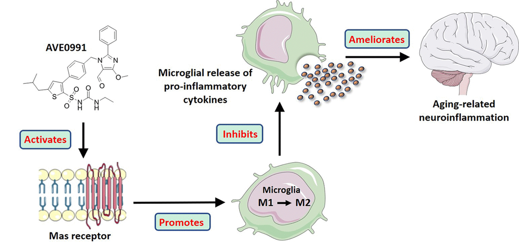 A model illustrating the effects of AVE0991 on aging-related neuroinflammation and its potential mechanisms.