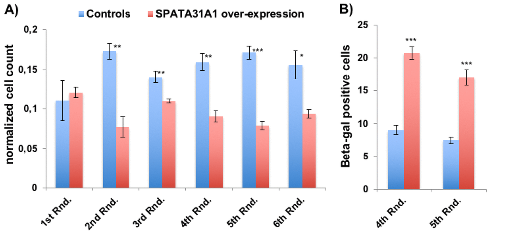 SPATA31A1 over-expression leads to reduced cell growth and increased senescence. (A) Relative number of cells per flask after each round of 3 weeks of culturing. The first round (1st Rnd) represents the normalized cell numbers three weeks after the initial seeding. Differences in normalized cell numbers became significant after the 2nd round, up to the 6th round when the experiment ended. The blue bars represent the averages and standard error of the four replicates of the control cells and the red bars the SPATA31A1 over-expressing cells. The numbers were normalized with respect to total cell counts. See Suppl. Figure S1 for the immunofluorescence images of control-eGFP and SPATA31A1-eGFP expression. (B) Senescence of SPATA31A1 over-expressing cells detected by the ß-galactosidase assay. The fraction of ß- galactosidase (+) staining cells from the 4th and 5th Rnd of re-culturing are shown with standard error between replicates. See suppl. Figure S2 for an example of staining results for senescence-associated ß-galactosidase assay. P-values indicated above the bars (*p