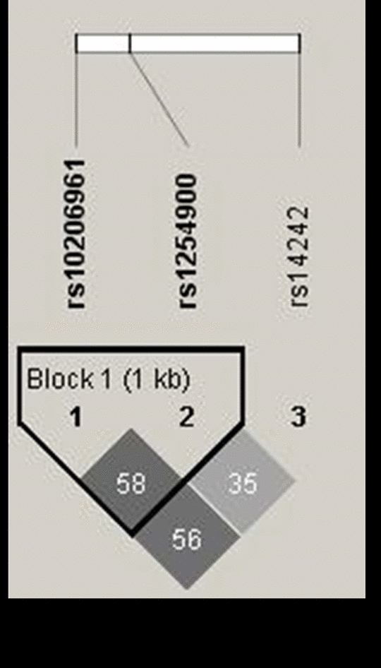 The linkage disequilibrium patterns (LD) of the SNPs in VAMP5 included in this study. Haplotype blocks in VAMP5 were defined according to the LD value in Guangzhou replication. The numbers in the boxes are the pairwise correlation coefficient r2 between respective SNPs. Darker shades of gray indicate higher value of LD. Lighter shades of gray represents lower value of LD. The highest LD value of 0.58 was observed between rs10206961 and rs1254900, while rs14242 showed limited LD with all the other SNPs among these populations.