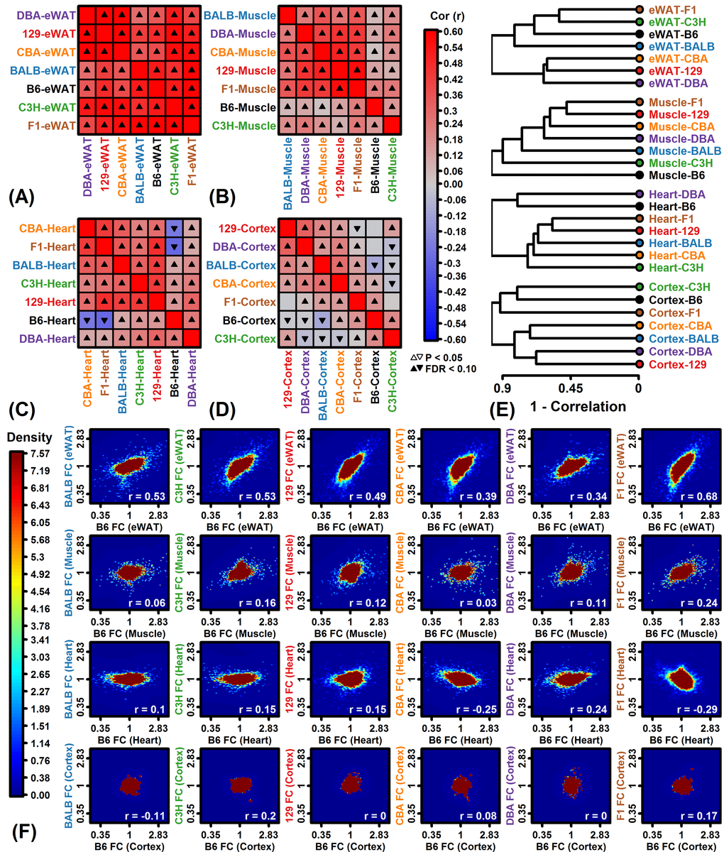 Genome-wide CR response correlation among strains. (A-D) Spearman rank correlation estimates. (E) Hierarchical cluster analysis of strains based upon Spearman correlations among FC estimates. (F) Comparison to B6 mice. Scatterplots compare FC estimates in each strain to those from B6 mice. Colors denote gene density (see scale; lower right: Spearman rank correlation). Analyses in (A) – (F) are based upon all protein-coding genes with detectable expression in a given tissue.