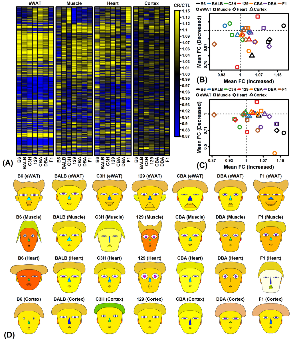 CR response comparison (28 strain-tissue combinations). (A) FC heatmap with hierarchical clustering. The heatmap shows CR responses among 6564 protein-coding genes with detectable expression in all strains and all 4 tissues. Genes were filtered to exclude those weakly altered by CR. Genes were clustered using the average linkage and Euclidean distance. (B) CR meta-analysis gene signature (Plank et al. 2012, Mol Biosyst 8:1339-1349). (C) CR meta-analysis gene signature (Swindell 2009, BMC Genomics 10:585). In (B) and (C), average FC is plotted for CR-increased genes (horizontal axis) and CR-decreased genes (vertical axis) identified from meta-analyses of microarray studies of CR response in rodents. Signatures are calculated from (B) 37 CR-increased and 37 CR-decreased genes or (C) 40 CR-increased and 40 CR-decreased genes. (D) Chernoff faces. A set of 15 principal component (PC) scores was extracted from the matrix of FC estimates for all protein-coding genes and 28 strain-tissue combinations. The Chernoff face features each correspond to one of the 15 PC scores such that more similar faces indicate more similar CR expression responses.