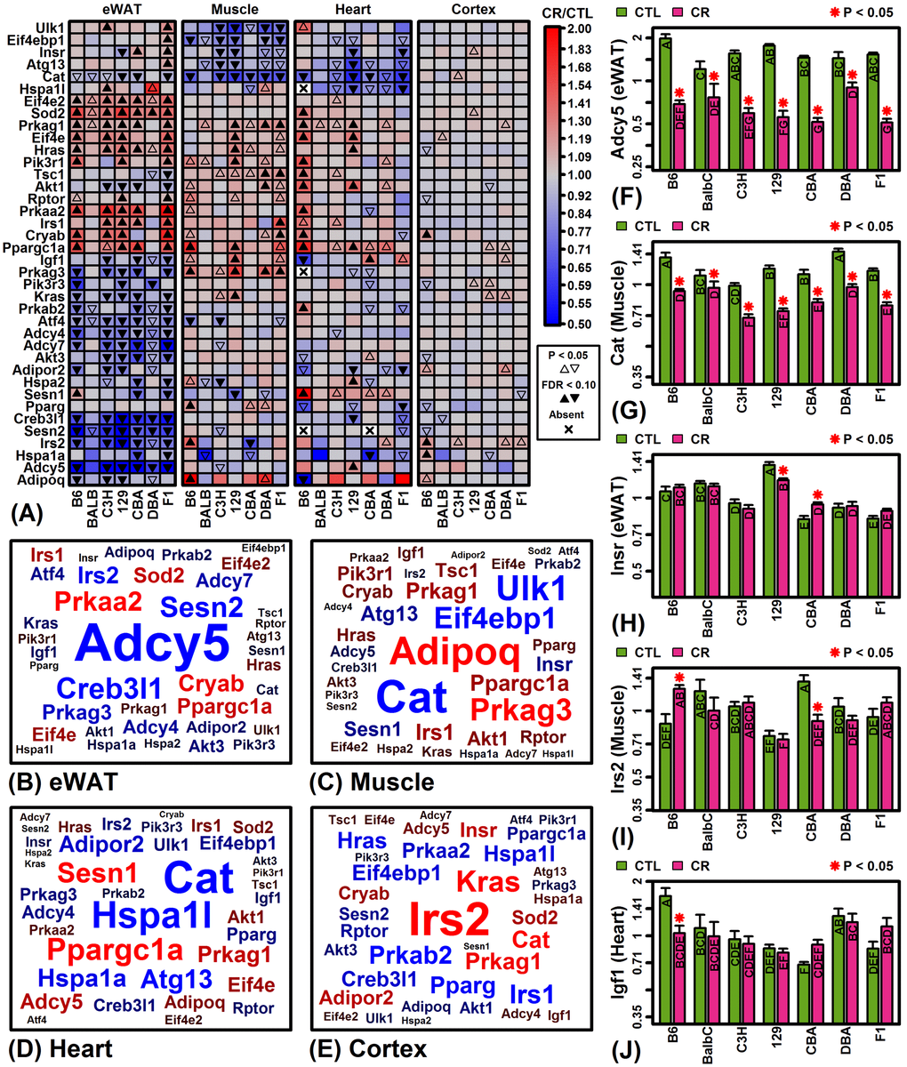 KEGG longevity-regulating pathways (hsa04211 and hsa04213). (A) Selected longevity pathway genes. The top 38 pathway genes were chosen to include those most frequently altered by CR across mouse strains and tissues. (B – E) Gene clouds. The size of gene symbols is proportional the median FC (CT/CTL) observed among strains for the indicated tissue (red: up-regulated; blue: down-regulated). Gene sizes are scaled separately for each tissue and thus not comparable across tissues. (F) adenylate cyclase 5 (Adcy5). (G) catalase (Cat). (H) insulin receptor (Insr). (I) insulin receptor substrate 2 (Irs2). (J) insulin-like growth factor 1 (Igf1). In (F) – (J), asterisks indicate that the CR treatment differs significantly from the CTL treatment for a given strain (P 