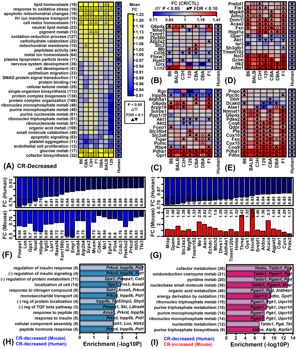 Genes decreased by CR in humans and Gene Ontology-based mouse comparison. (A) GO BP terms most strongly enriched among genes decreased by CR across 28 human experiments. (B) Genes associated with response to oxidative stress (GO:0006979). (C) Genes associated with glucose metabolic process (GO:0006006). (D) Genes associated with apoptotic mitochondrial changes (GO:0008637). (E) Genes associated with cofactor biosynthesis (GO:0051188). (F) Genes most strongly decreased by CR in humans and mice. (G) Genes decreased by CR in humans but increased in mice. In (F) and (G), color-coded bars show average FC estimates in humans (top) and mice (bottom). Average FC estimates are listed within each figure. (H) GO BP terms enriched among 74 genes decreased by CR in humans and mice. Genes were decreased by 5% on average in humans (FDR I) GO BP terms enriched among 233 genes decreased by CR in humans but increased by CR in mice. Genes were decreased by 5% on average in humans (FDR 