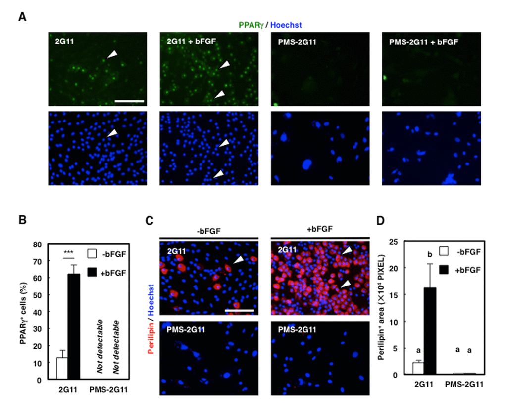 Adipogenic differentiation ability was decreased in PMS-2G11 cells. (A) Immunocytochemical analysis of PPARγ in 2G11 and PMS-2G11 cells treated with or without bFGF. Arrowheads: PPARγ+ cells. Scale bar: 100 μm. (B) Quantification of PPARγ+ cells. Data are expressed as means±SE (n=3); ***PC) Immunocytochemical analysis of perilipin in 2G11 and PMS-2G11 cells treated with or without bFGF. Arrowheads: perilipin+ cells. Scale bar: 100 μm. (D) Quantification of perilipin+ areas. Distinct letters (a, b) indicate statistically significant differences (P