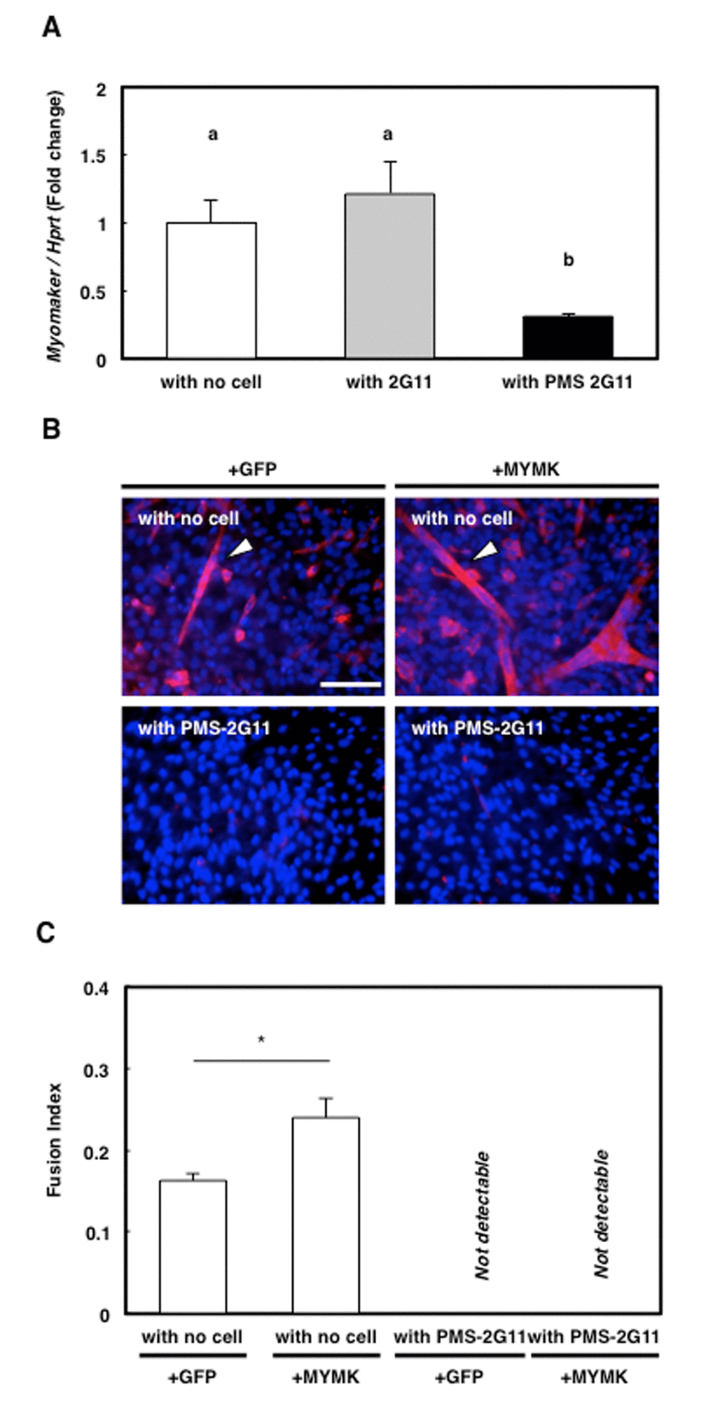 Forced expression of downregulated protein myomaker (MYMK) did not rescue abrogated myotube formation. (A) Quantification of MYMK mRNA levels in skeletal muscle primary cells cultured alone or cocultured with 2G11 or PMS-2G11 cells. Data are expressed as means±SE (n=3); distinct letters (a, b) indicate statistically significant differences (PB) Immunocytochemical analysis of MHC in skeletal muscle primary cells transfected with GFP or MYMK and cultured alone or cocultured with PMS-2G11 cells. Arrowhead: MHC+ myotube. (C) Fusion index of differentiated skeletal muscle primary cells, quantified as the percentage of the number of nuclei in myotubes (>2 myonuclei) relative to the total number of nuclei in a field. Data are expressed as means±SE (n=3); *P