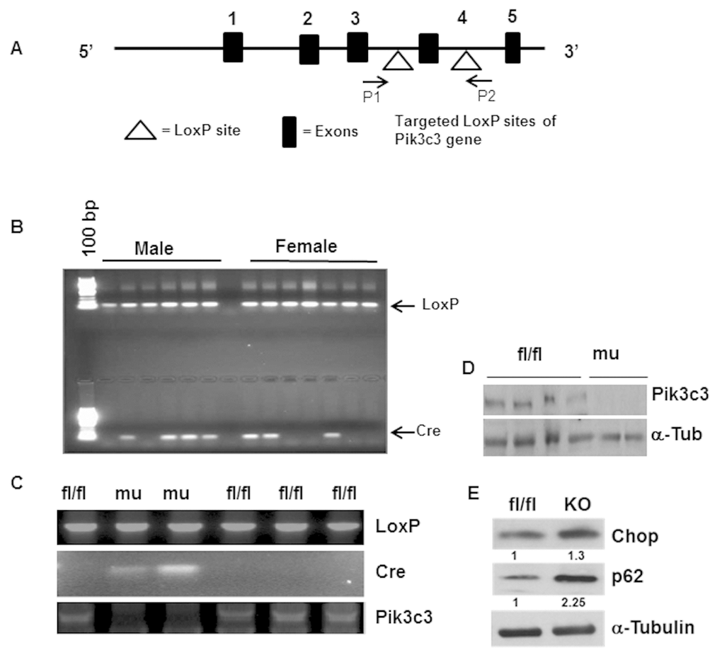 Generation and characterization of adipose tissue specific Pik3c3-mutant mice. Adipose tissue specific Pik3c3 mutant mice were generated by breeding homozygous floxed vps34/Pik3c3 (Pik3c fl/fl) mice in which exon 4 of Pik3c3 gene is flanked by LoxP sites (A) with fatty acid-binding protein 4-Cre recombinase (Fabp4-Cre) mice. (B) Genotype analysis was performed by using PCR primers for LoxP and Cre-recombinase and chromosomal DNA of tail biopsies were used as template. (C) LoxP and Cre expressions were analyzed using chromosomal DNA from adipocytes, and by using LoxP and Cre primers in PCR reactions. Deletion of exon 4 of Pik3c3 gene was also confirmed by Pikc3c specific primers (third panel). (D) Western blot analysis of PIK3c3 in the adipocyte lysates from the fl/fl and Pik3c3 mutant mice. (E) Representative data of western blots of Chop and p62 on the adipocyte lysates from fl/fl and mutant mice (n=6). Relative band intensities were determined by densitometry measurements and normalized with corresponding α-tubulin band intensities and presented at the bottom of each band.