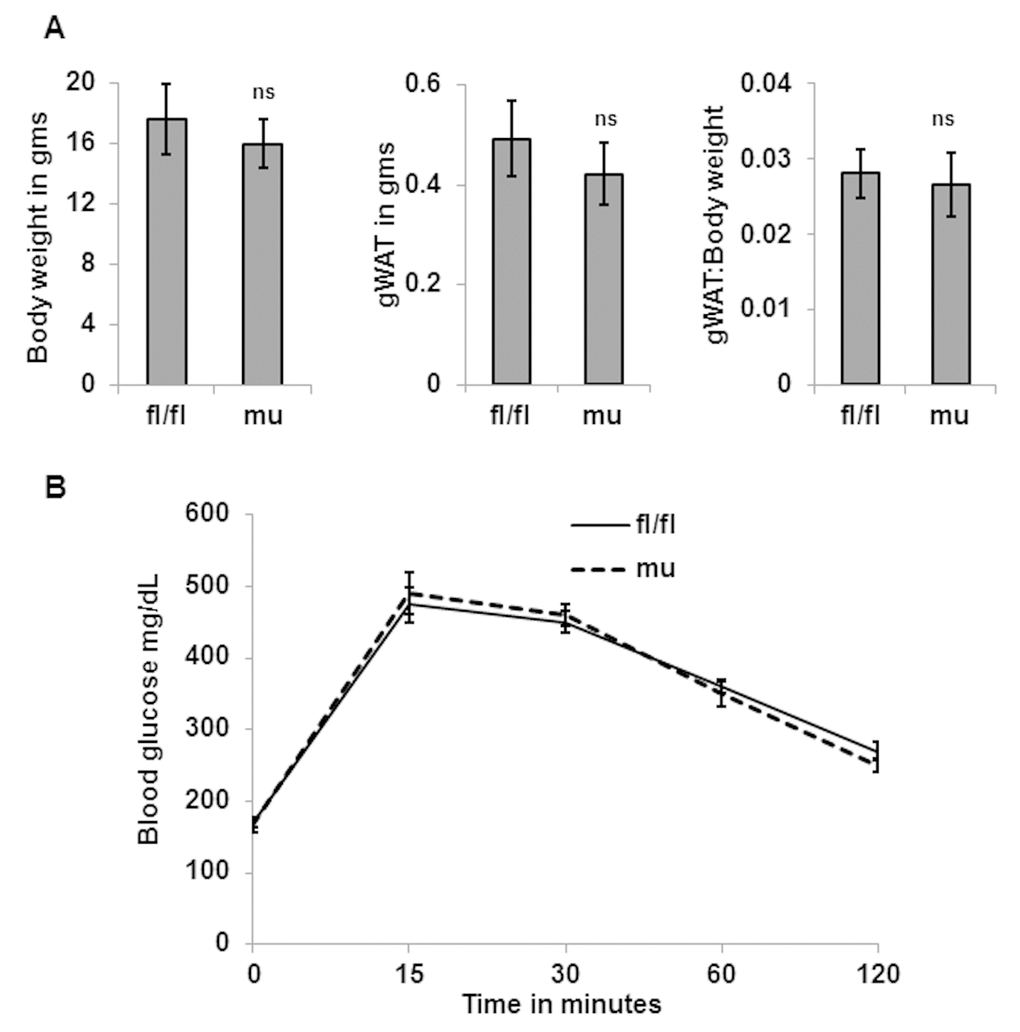 Pik3c3 mutation has no effects on adiposity or glucose tolerance in young age. Total body weight and gWAT and gWAT: body weight ratio of young (4 MO) of fl/fl and mutant mice (n=5 for each group) were plotted (A). Blood glucose levels were obtained from GTT and plotted (B). The significance levels were analyzed by unpaired Student’s t-test using means and SDs where * p