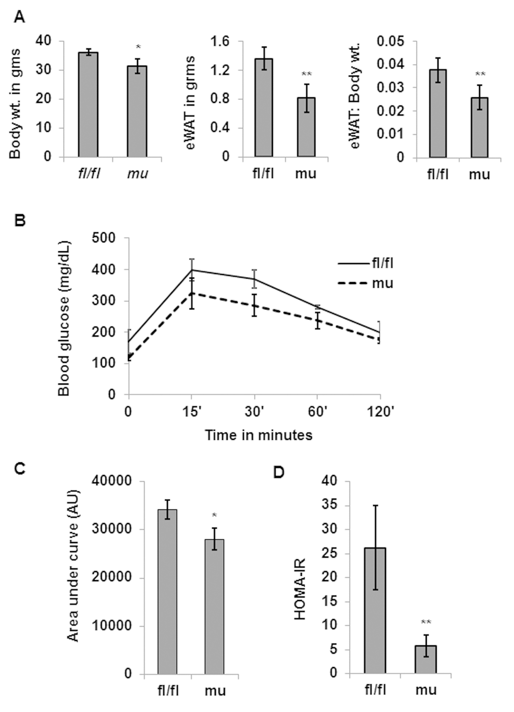 Pik3c3 mutant middle aged mice exhibit reduced adiposity and improved glucose tolerance. Total body weight, gWAT and gWAT: body weight ratio of middle aged (12 MO) fl/fl or mutant mice (n=5 for each group) were plotted (A). Blood glucose levels in GTT were plotted in (B) and area under the curve was plotted in (C). The significance levels were analyzed by unpaired Student’s t-test using means and SDs and designated as *p0.05).