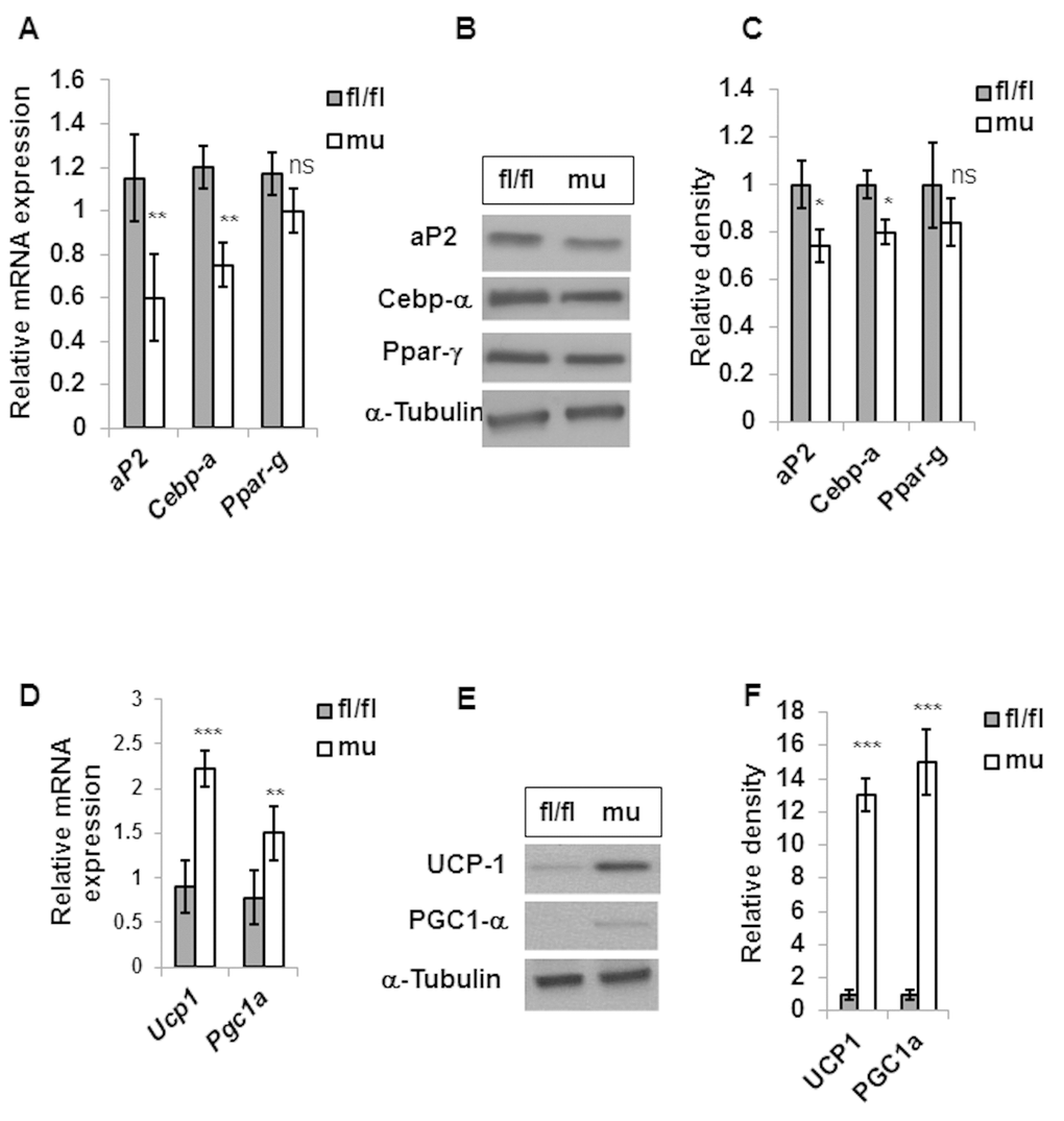 PIK3c3 mutation reduced adipogenesis and enhanced browning in the gWAT of old mice Expression of adipogenic factors (aP2, Cebp-α and Ppar-γ) were evaluated in 24 MO fl/fl and Pik3c3 mutant male mice (n=4 for each group). Both mRNA (A) and protein expression (B) were plotted. Relative intensity of protein bands were normalized with the corresponding α-tubulin bands and plotted (C). Expressions of Ucp1 and Pgc1a mRNA (D) protein expressions were presented in (E). Relative intensities of protein expression were presented in (F). The significance levels were analyzed by unpaired Student’s t-test using means and SDs and designated as *p0.05).