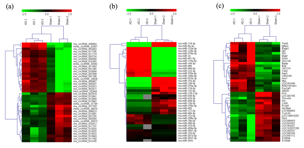 Heat map of the top 40 differentially-expressed circRNAs (A), miRNAs (B), and mRNAs (C) in AD hippocampal tissue. The data are depicted as matrices in which each row represents one circRNA, miRNA, or mRNA and each column represents one of the hippocampal samples. Relative circRNA, miRNA, or mRNA expression is depicted according to the color scale shown at the top. Red and green represent high and low relative expression, respectively; -2.0, 0, and 2.0 are fold-changes in the corresponding spectrum. The magnitude of deviation from the median is represented by color saturation.