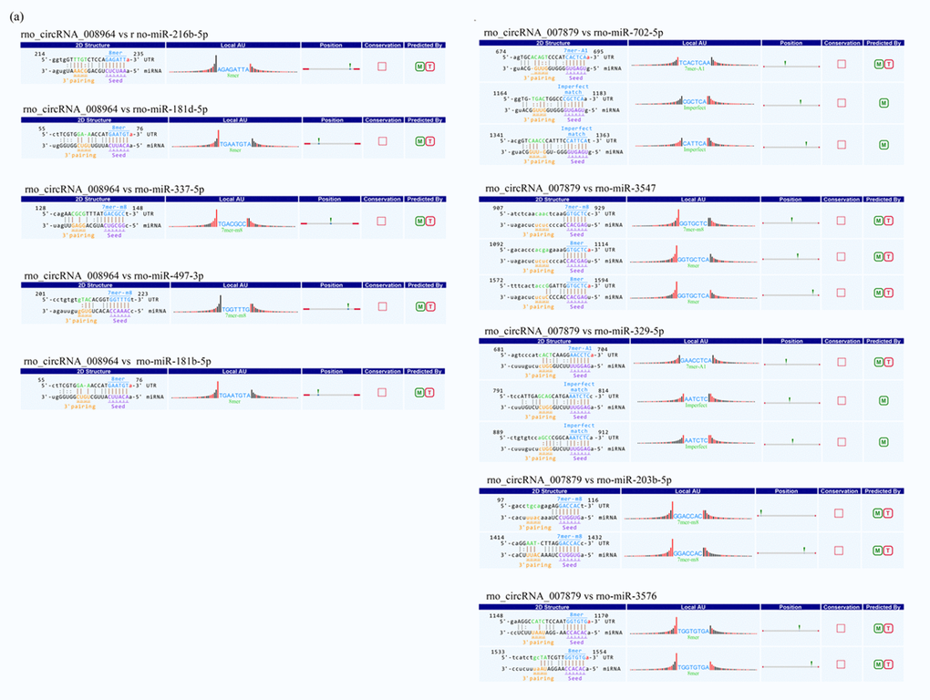 Example of detailed annotation for circRNA-miRNA interactions. (A) rno