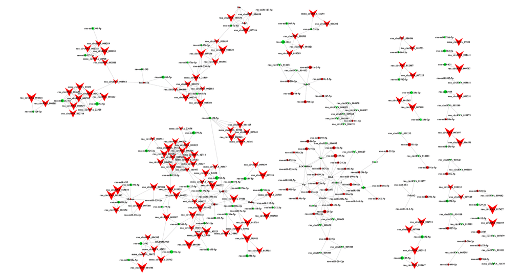 CircRNA-miRNA-mRNA regulatory network. The regulatory network consists of 140 circRNAs, 140 miRNAs, and 20 genes with 503 relationships. V-shaped, octagon, and diamond nodes represent circRNA, miRNA, and mRNA, respectively. Red and green represent up- and down-regulation, respectively. Node size represents p-values (larger nodes for more significant p-values).