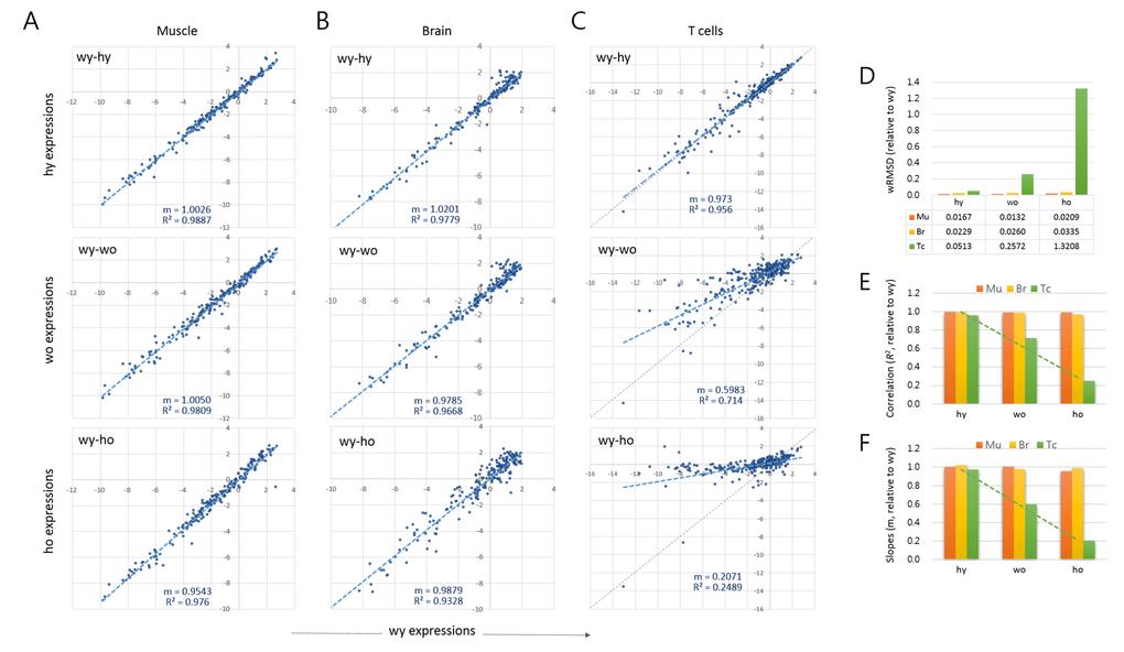 Age-associated changes in quantitative transcriptome structure of splenic T cells. (A-C) Scatter plots comparing the epi-driver gene expression levels between wild-type young (wy) and HD young (hy) samples (wy-hy), between wild-type young (wy) versus wild-type old (wo) samples (wy-wo), and between wild-type young versus HD old (ho) samples (wy-ho) in skeletal muscle (A), brain tissue (B), and splenic CD4+ T cells (C). Blue and gray lines denote a regression curve and the reference slope (m = 1.0), respectively. (D) Weighted root mean square deviation (wRMSD) analysis for assessment of the extent of difference in gene expression level between young and old cells. (E-F) Comparison of the correlations (coefficient of determination, R2; (D) and the slopes (E) of the scatter plots. Mu, muscle; Br, brain; Tc, T cells. Dotted green lines indicate trend lines for T cell samples.
