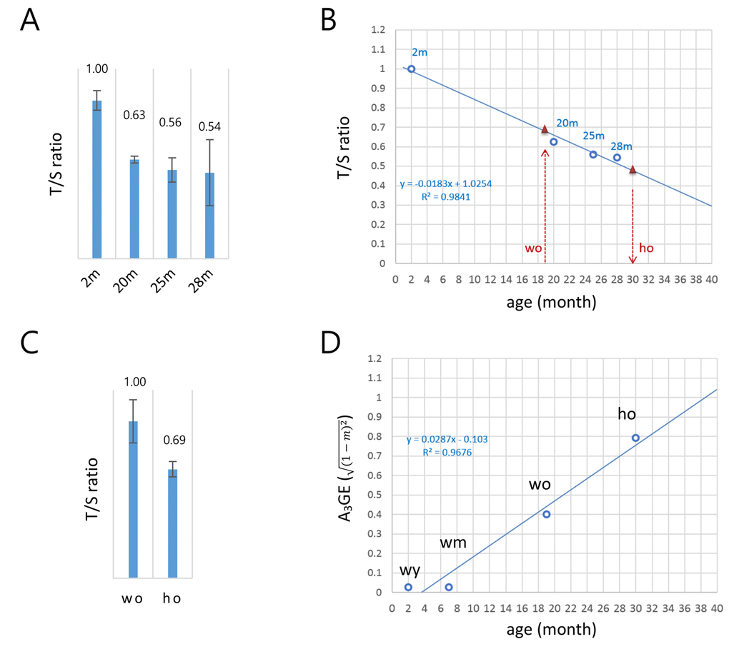 A model for the alteration of gene expression levels as a function of age in T cells. (A) Determination of the copy-number ratio (T/S ratio) of the telomeric sequence to a single-copy gene sequence (S6B4) in splenic CD4+ T cells of wild-type mice with different ages (2, 20, 25, and 28 months). Error bars, standard deviation. (B) Determination of the biological age of the ho T cells. Regression curve (dotted blue line) was derived by the T/S ratios of wild-type T cells in A. The T/S ratio of the 19 month old wo sample corresponds to approximately 0.68 (left red triangle). The relative T/S ratio of the ho T cells was 69% of the wo T/S ratio; the T/S ratio of the ho is 0.47 (0.68 x 0.69), which corresponds to about 30 months of age in wild-type mice (right red triangle). (C) Relative T/S ratio of the old HD (ho) T cells to the old wild-type (wo) T cells. In A and B, quantitative real-time PCR was performed to obtain Ct values for the telomere repeats and S6B4 sequence before calculating the copy-number difference. Error bars, standard deviation. (D) A regression model of the age-associated alteration of gene expression (A3GE defined as 1-m2, where m is a slope) in splenic T cells. A3GE increases at a rate of approximately 2.87% per month on average in wild-type mice.