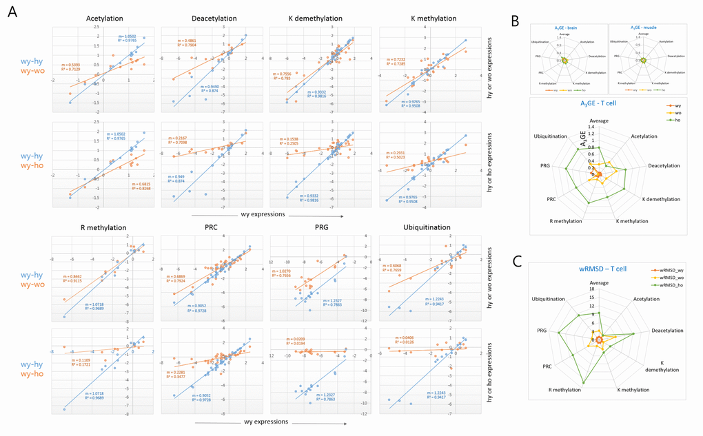 Comparison of A3GE in different epi-driver gene categories between old wild-type and HD T cells. (A) Difference in the extent of A3GE between wo and ho T cells. Two scatter plots which compare expression levels between young (wy-hy) and old (wy-wo; blue) and between young and HD old (wy-ho; orange) are merged. The slope (m) of the regression curve and the correlation value (R2, coefficient of determination) are shown. Each slope represents the extent of A3GE in the corresponding T cells. PRC, Polycomb-repressive complex; PRG, PRC-regulated genes. (B-C) Comparisons of the levels of A3GE (B) and weighted root mean square deviation (wRSMD) (C) in individual gene expression categories in young (wy and hy) and old (wo and ho) T cells. A3GE was minimal in muscle and brain samples which are displayed in the smaller plots. A3GE, age-associated alteration of gene expression.