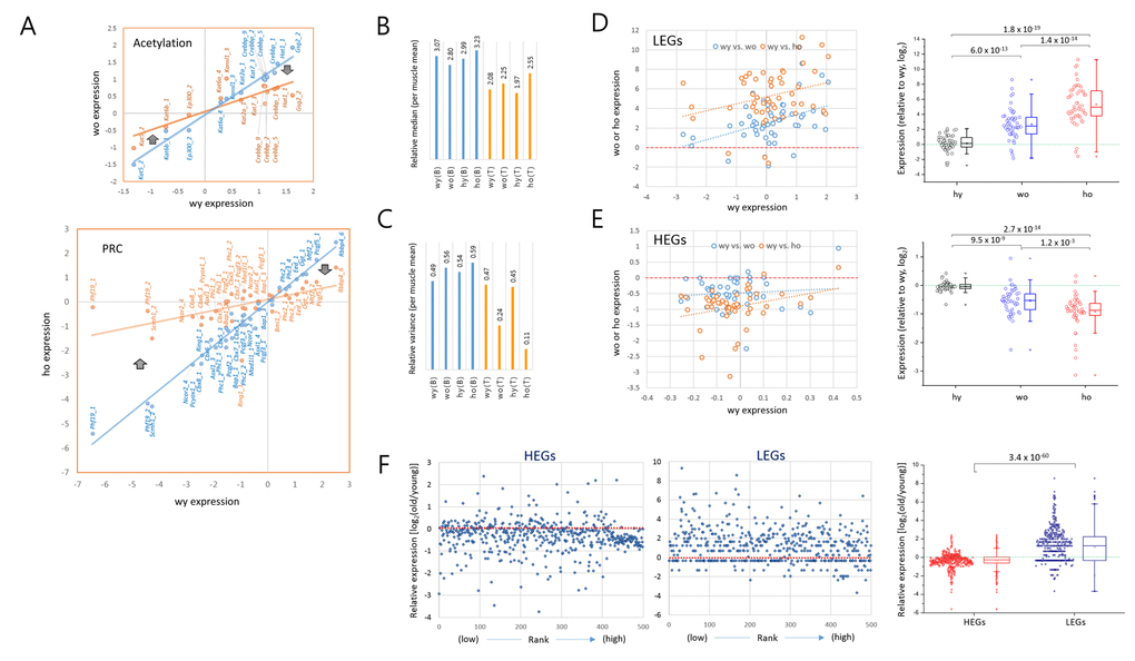 Opposite transcriptional drift of genes with weak and strong transcriptional strengths. (A) Representative pattern of an age-related expression changes in the acetylation (upper) and PRC (Polycomb repressive complex; lower) category genes. The expression levels of individual epi-driver genes in young T cells (blue) are paired with corresponding genes in old T cells (orange). The thick arrows denote the direction of expression-level change in low expressing genes (left) and high expressing genes (right) with age. (B-C) Measurement of the median (B) and variance (C) of gene expression levels in the brain (B) and T cells (T) relative to those in the muscle samples. (D-E) Opposite directions of age-associated alteration of gene expression (A3GE) between the lowly (LEGs, n = 50; D) and highly expressed genes (HEGs, n = 50); (E). Two scatter plots compare expression levels between young (wy-hy) and old (wy-wo; blue) and between young and HD old (wy-ho; orange) are merged. Box plots on the right show the opposing directions of change and also the statistical significance of the A3GE differences between the samples. (F) A3GE in the transcriptomes of CD4+ T cells. RNA-seq was performed using mRNAs of MACS-purified splenic CD4+ T cells pooled from three different mice of two or 20 months of age. Five hundred top and 500 bottom ranked genes were selected, HEGs (FPKM values ranging from 144.1 to 7,444.7) and LEGs (from 0.0041 - 0.035) respectively, after transcriptomes were sorted by expression level for FPKM levels of young T cells. Expression levels of old wild-type T cells relative to young were calculated using a log2 scale. P-values in D-F, paired sample t-test.