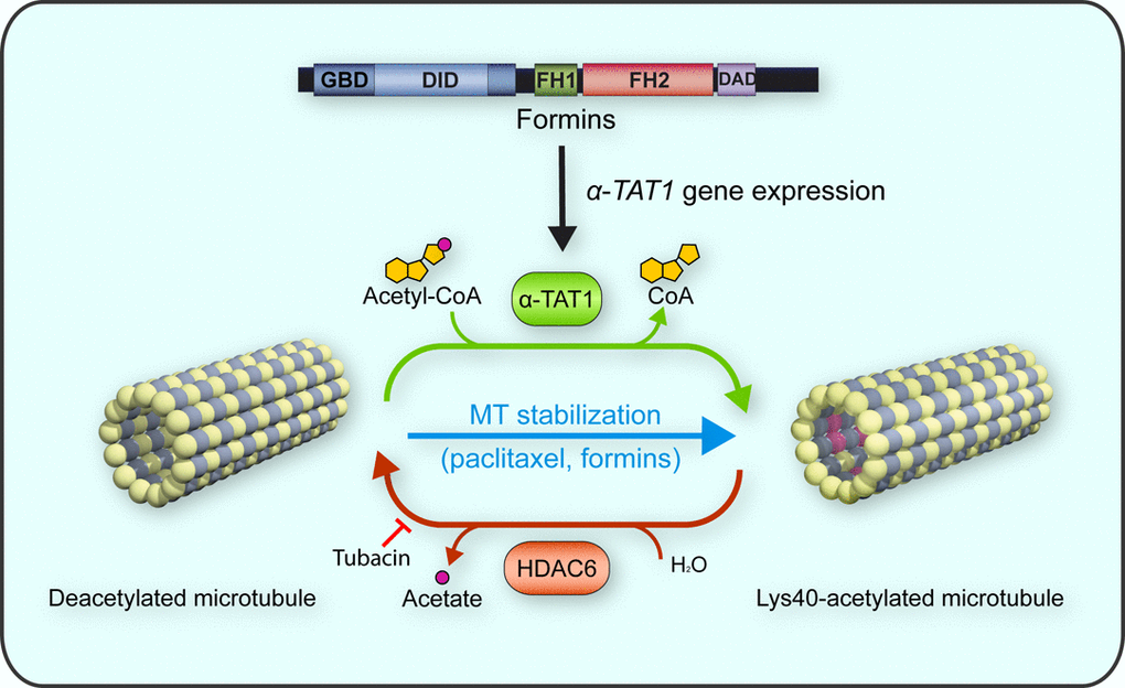 Regulation of tubulin acetylation. α-TAT1 and HDAC6 control the acetylation and deacetylation of Lys40 of α-tubulin, respectively. Paclitaxel treatment increases α-tubulin acetylation by augmenting MT stability, whereas HDAC6 inhibitors (e.g., tubacin) do so by reducing α-tubulin deacetylation. INF2 and other formins affect tubulin acetylation by regulating MT stability and by controlling the levels of α-TAT1 via expression of the α-TAT1 gene.