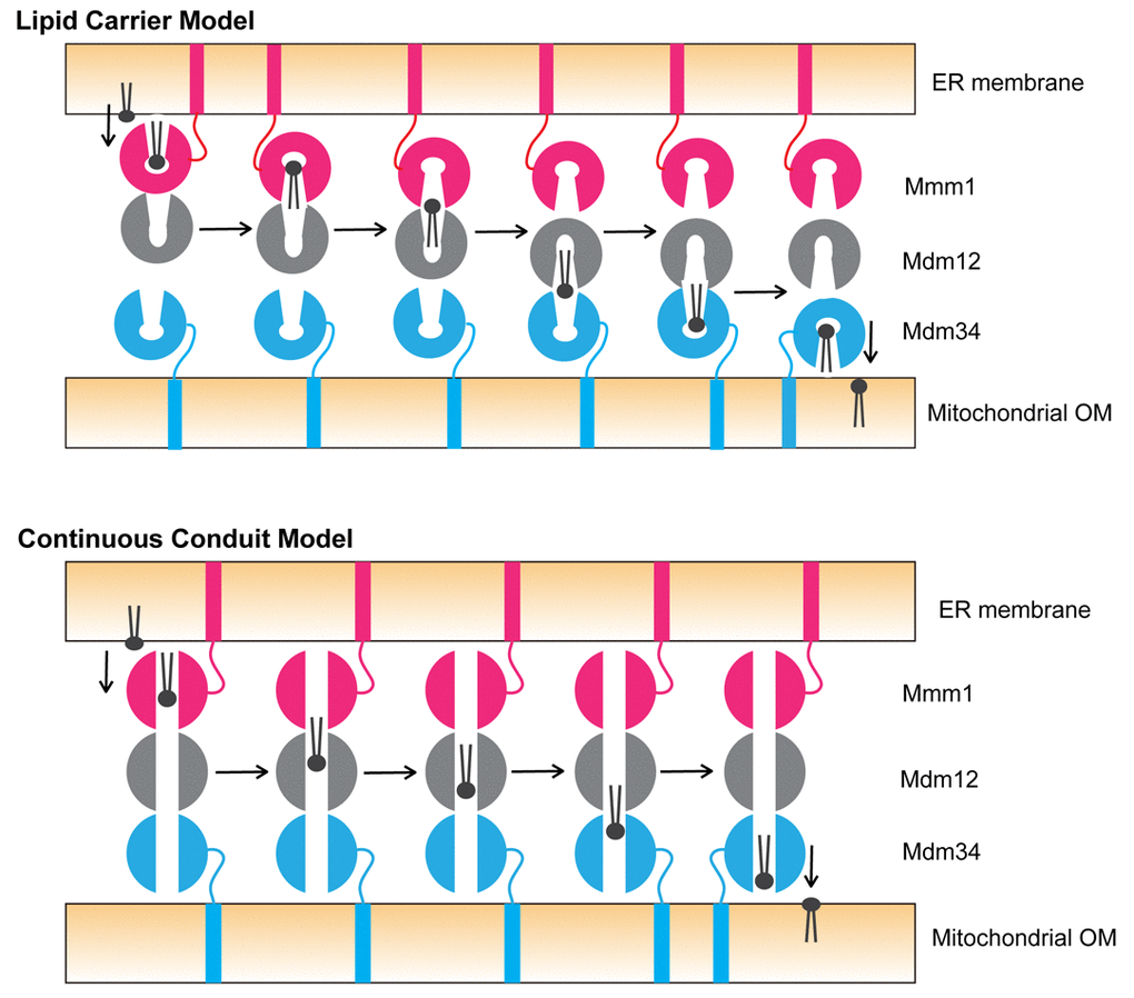 Models of phospholipid transfer by ERMES between the ER and mitochondrial OM. (Upper) Lipid carrier model. Mmm1 may change the relative geometry to Mdm12 from the tail (Mmm1)-to-head (Mdm12) contact to the head (Mmm1)-to-head (Mdm12) contact, so that the phospholipid molecule bound to the hydrophobic pocket of Mmm1 can be transferred to the one of Mdm12 through the outlets of the both pockets at the head-to-head interface between Mmm1 and Mdm12. Upon receiving the phospholipid molecule from Mmm1, Mdm12 may switch the partner from Mmm1 to Mdm34, with changing the relative geometry to Mdm34 from the tail (Mdm12)-to-head (Mdm34) to the head (Mdm12)-to-head (Mdm34) contact for further lipid transfer. (Lower) Continuous conduit model. The phospholipid molecule extracted by Mmm1 from the ER membrane may diffuse through the hydrophobic conduit from Mmm1 to reach Mdm34 via Mdm12, and then is inserted into the mitochondrial OM by Mdm34.