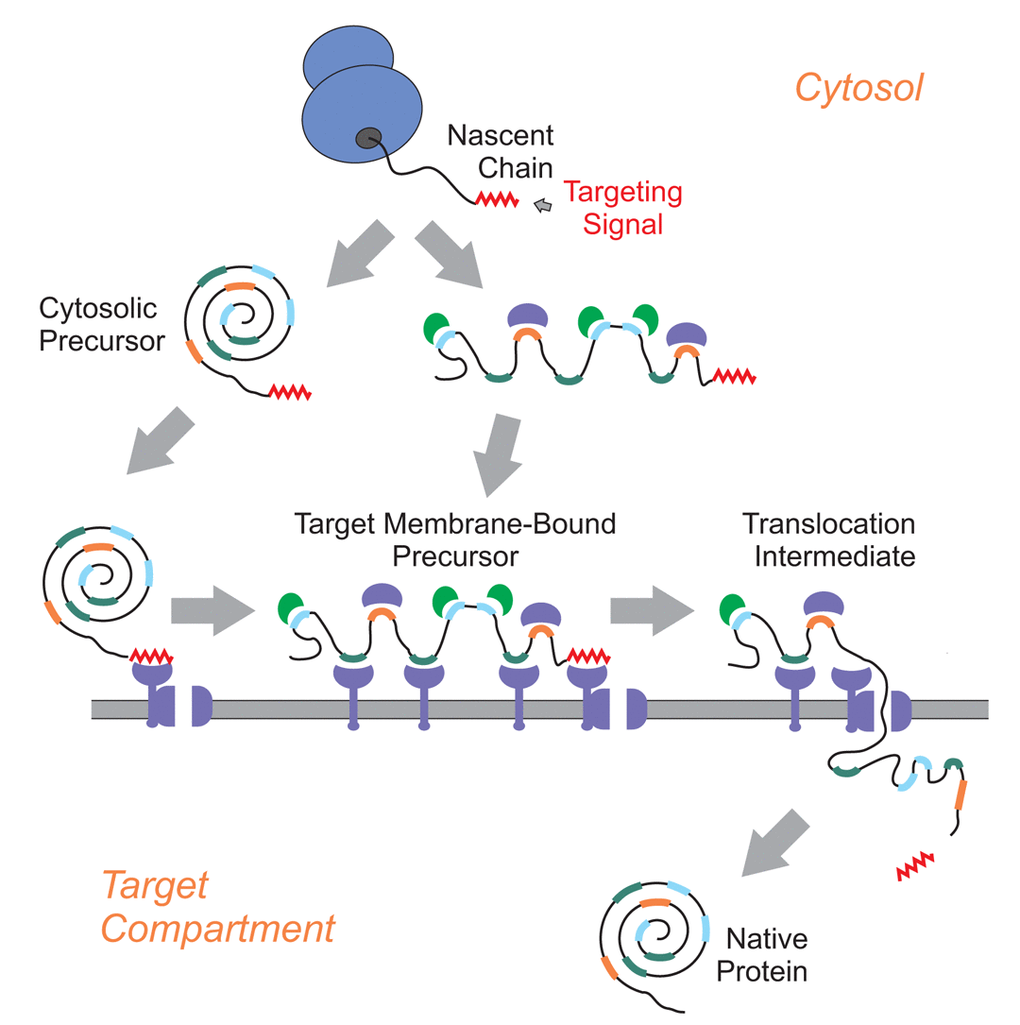 Accessory signals in protein translocation.